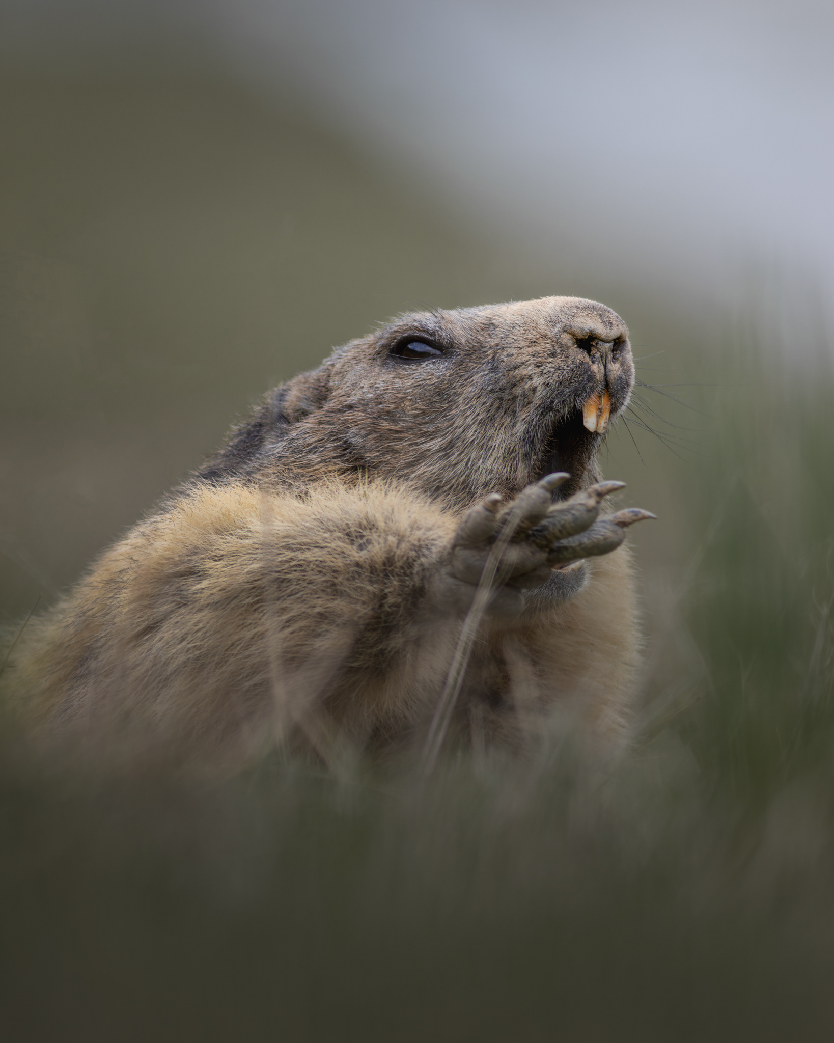 Marmotta