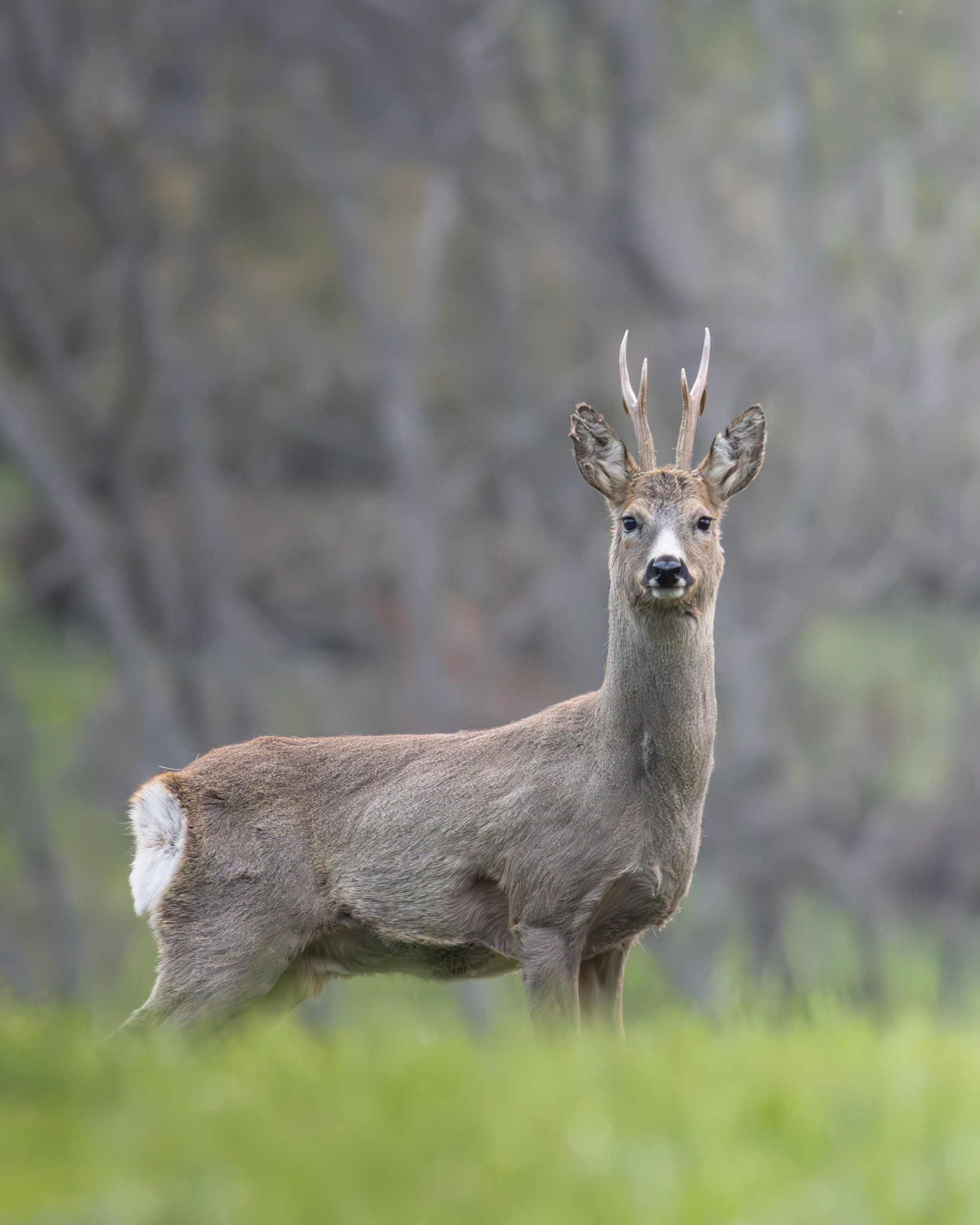 Capriolo