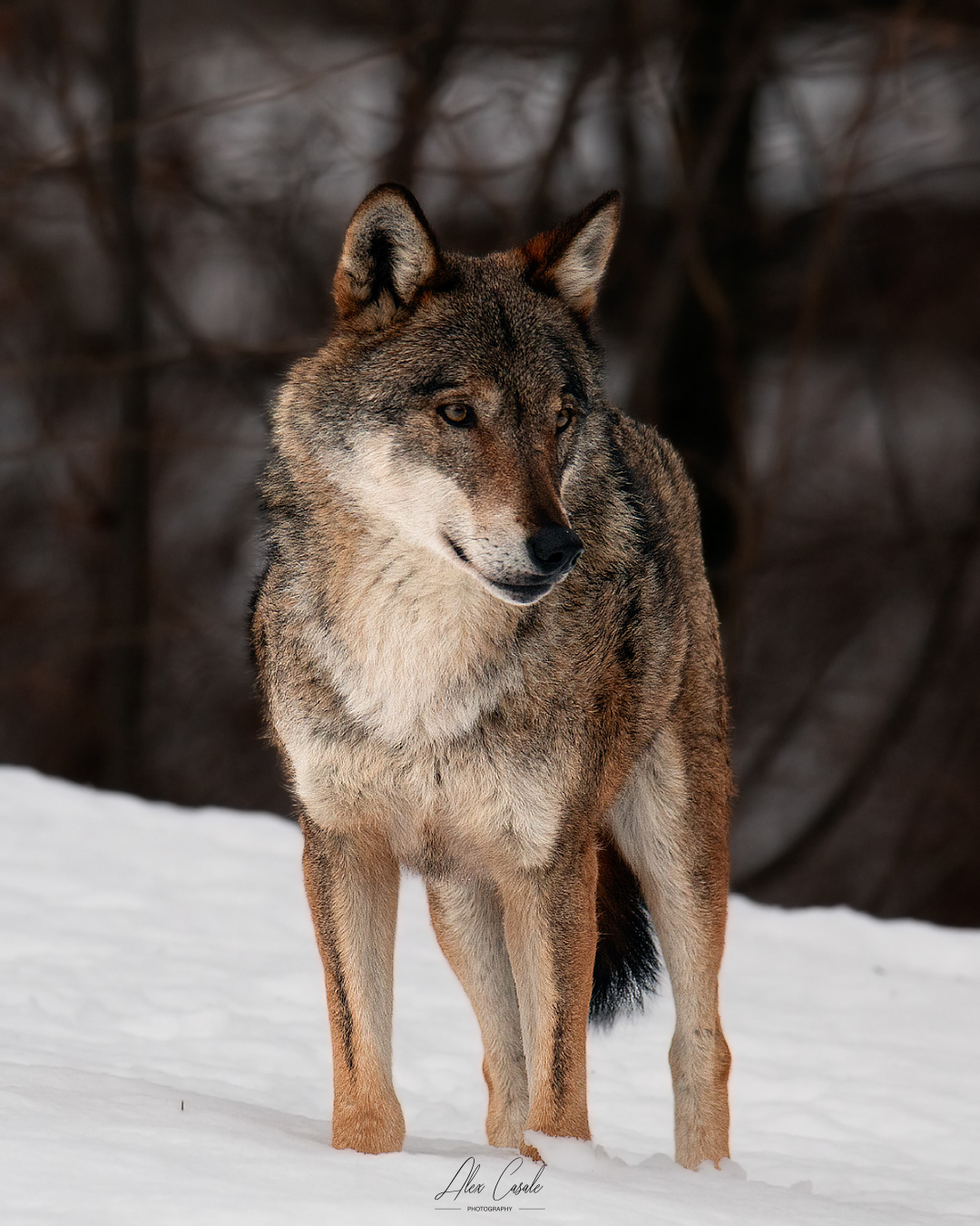 Lo sguardo del Lupo, foto scattata al centro Uomini e Lupi di Entracque (CN)