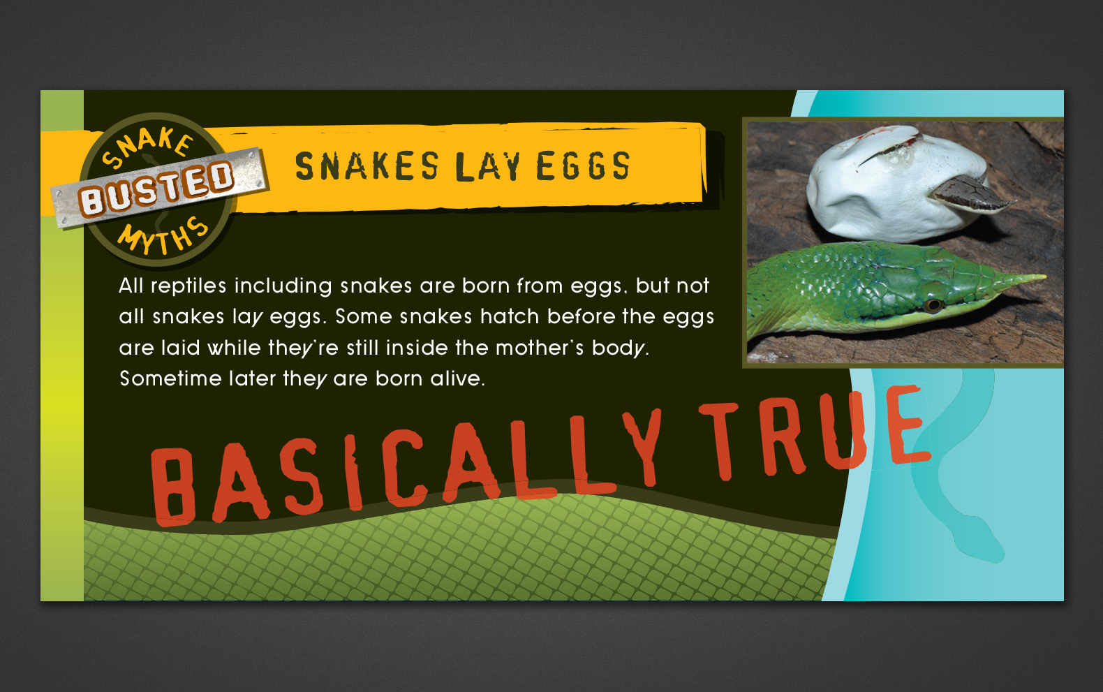 Not All Snakes Lay Eggs