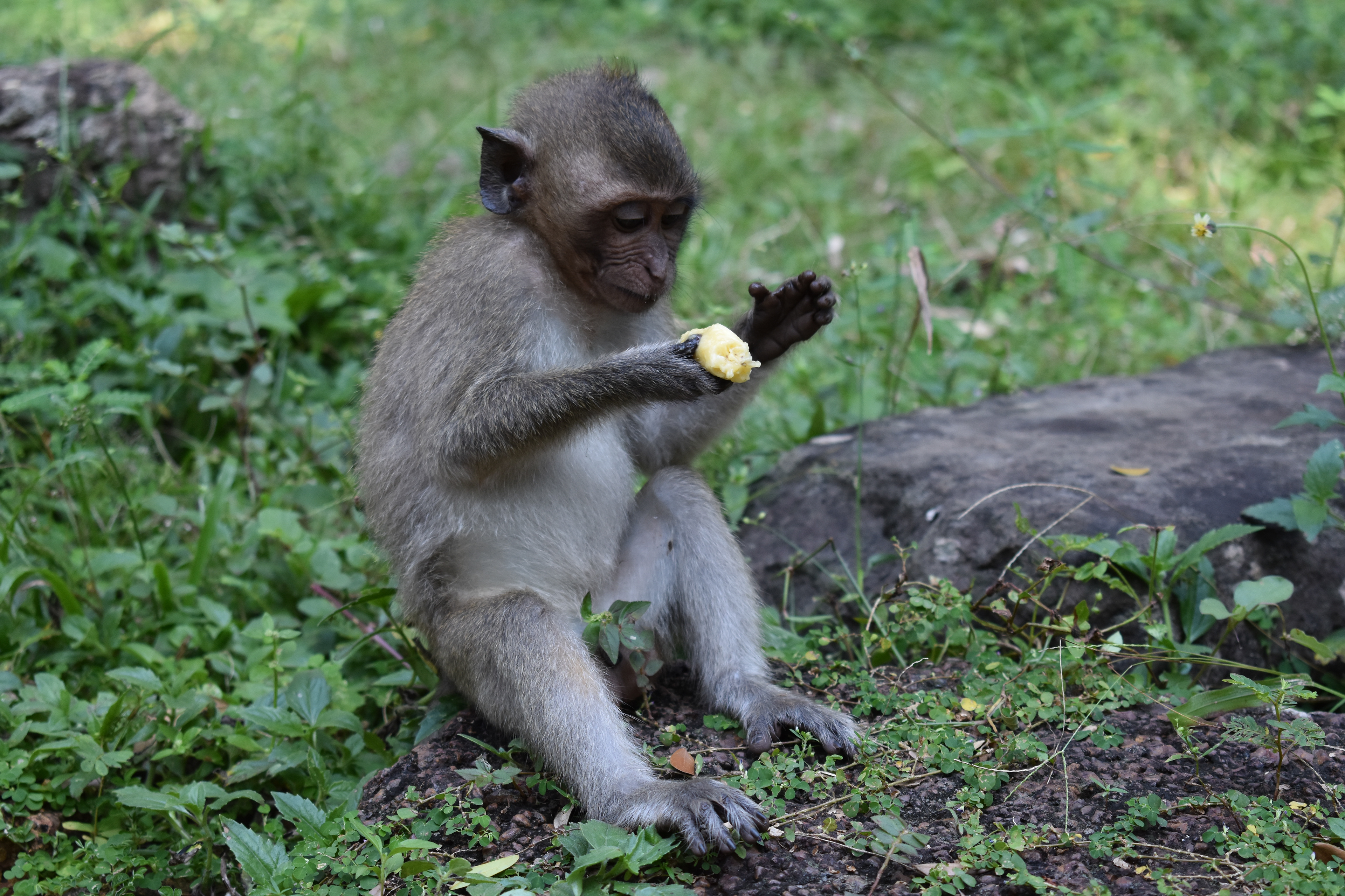 Angkor, Cambodia / Photo by me