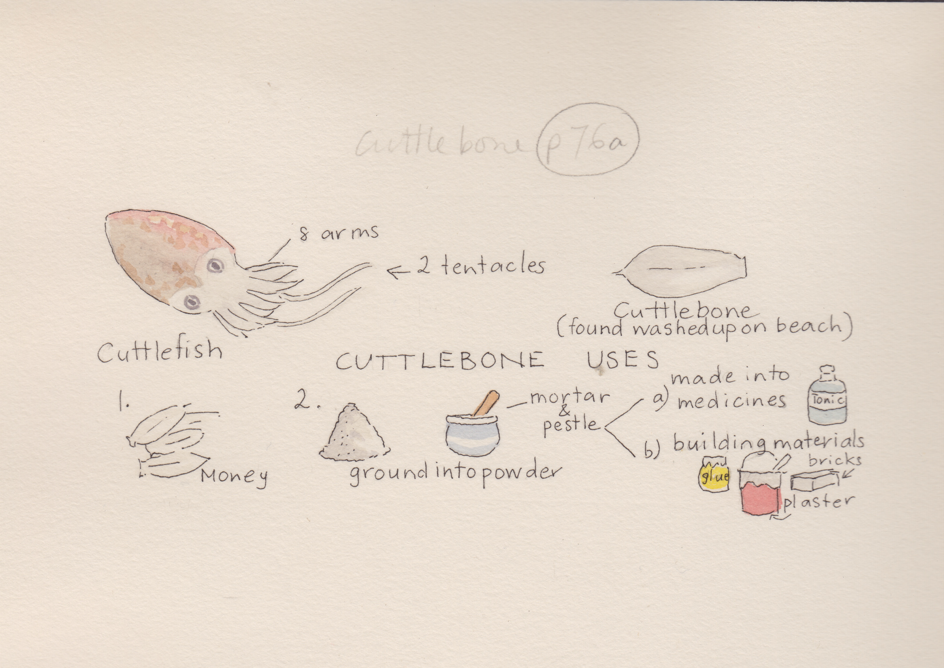 The seadog uses for cuttlebone