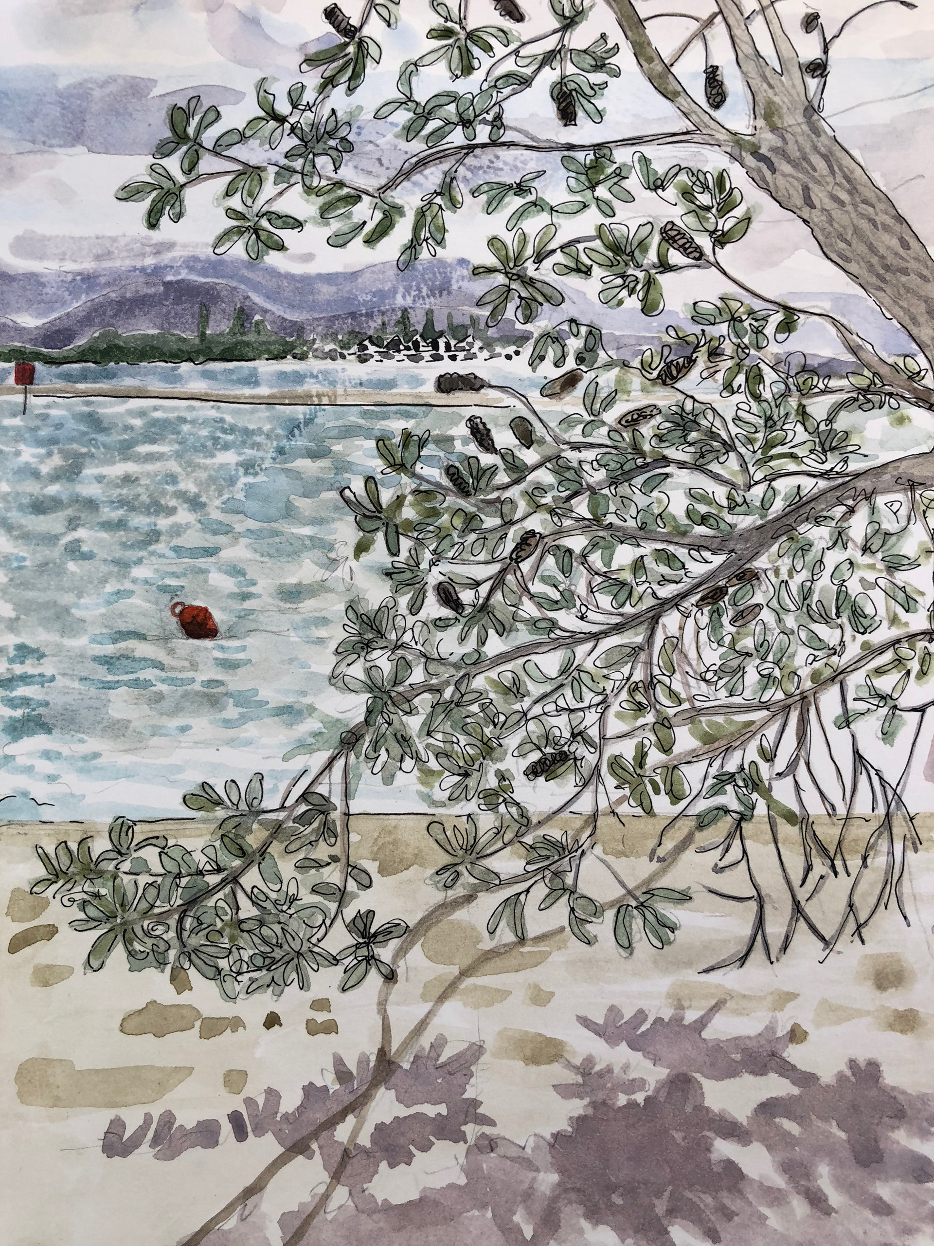 Banksias
