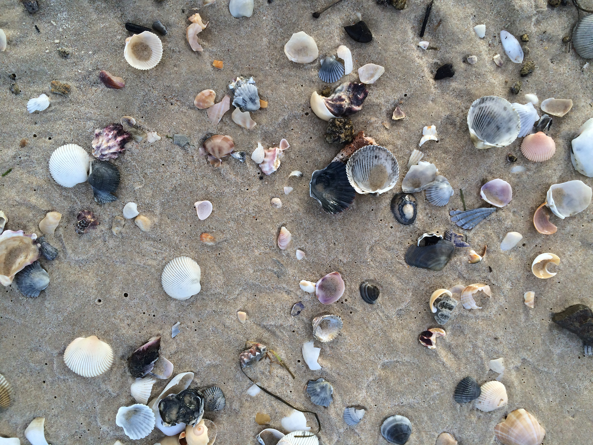 Some seadog treasure