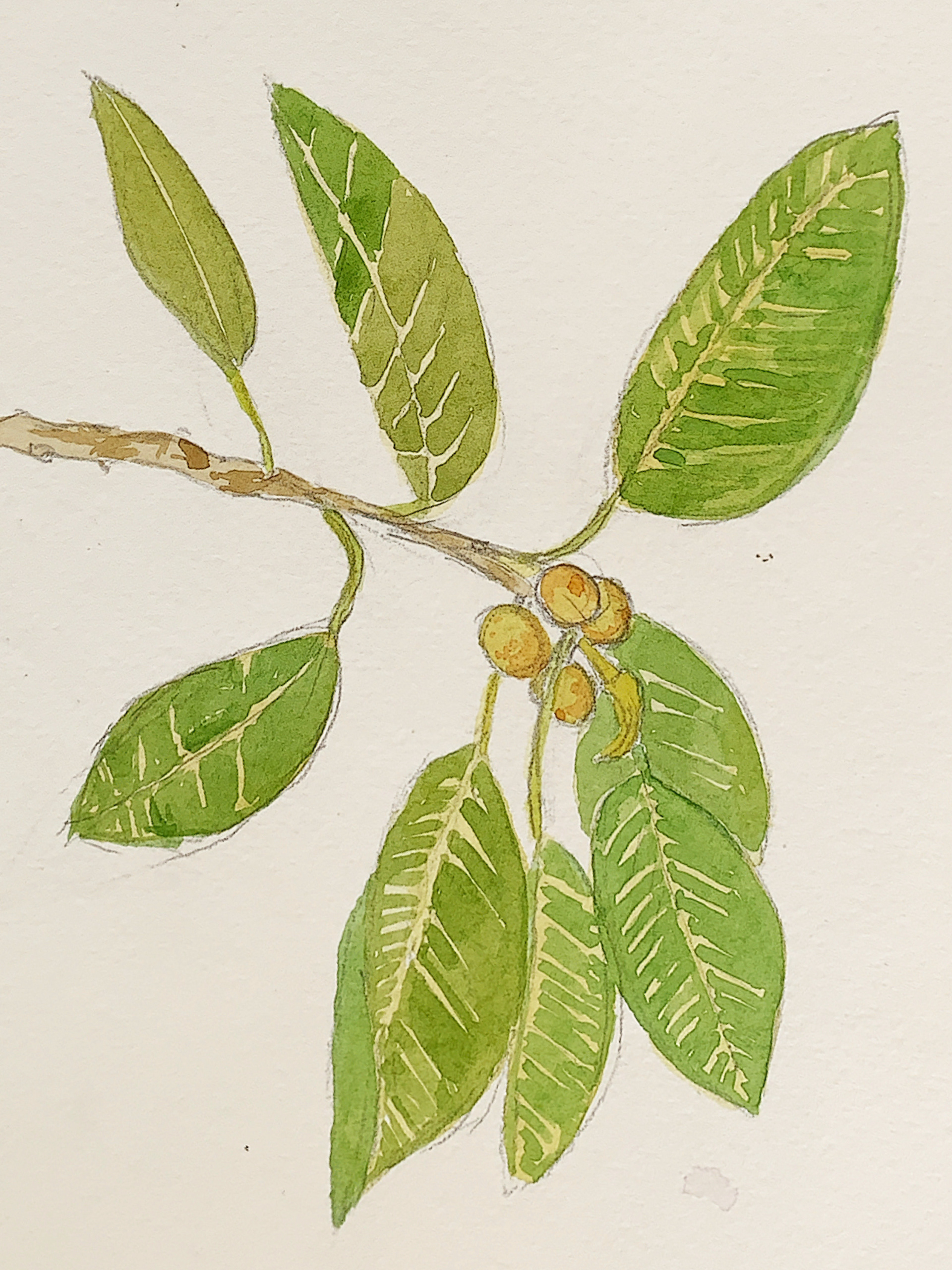 Moreton bay fig