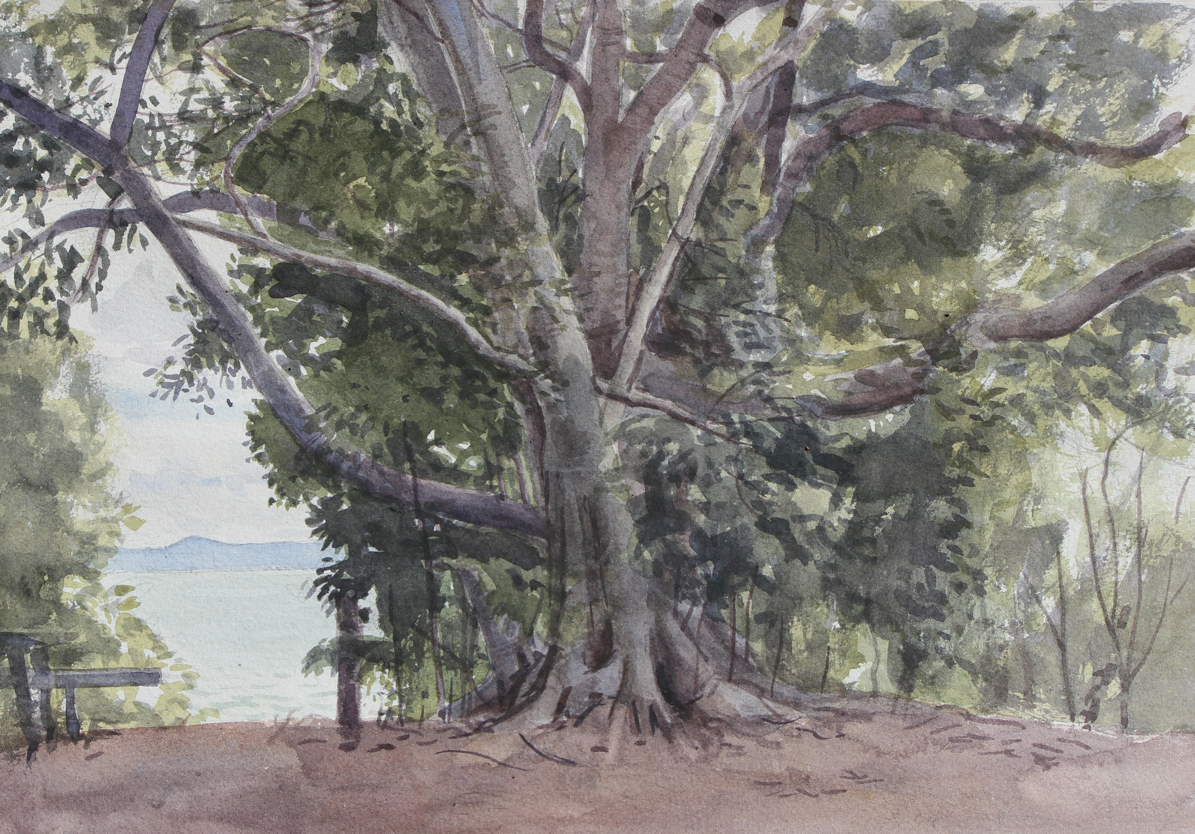The Fig Tree