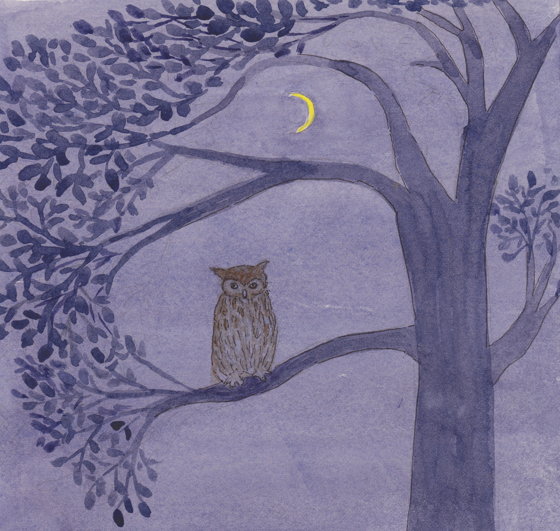 Night Hoot