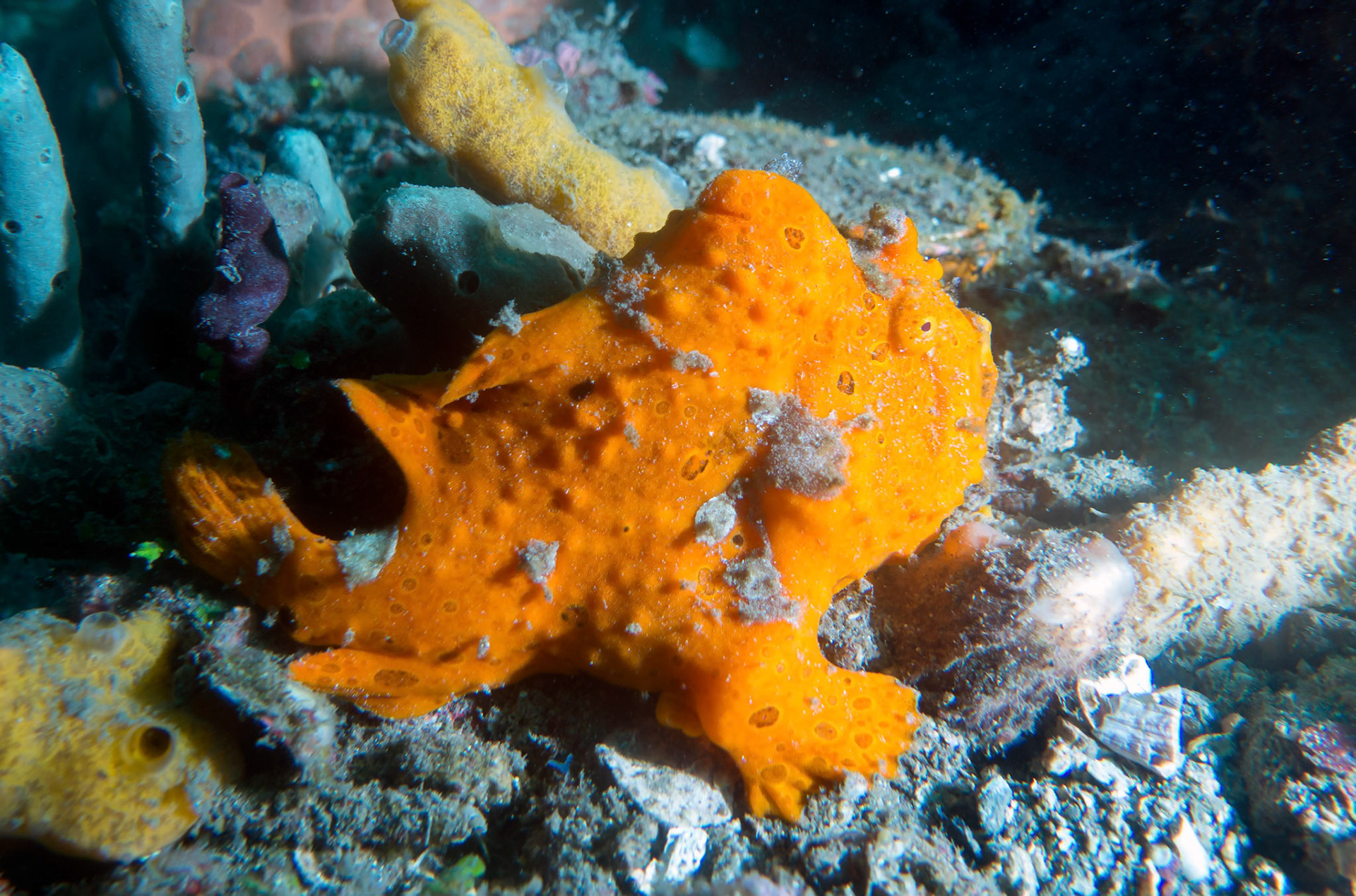Amazing orange coloured frogfish in 15m near the harbour at Lembeh Strait.