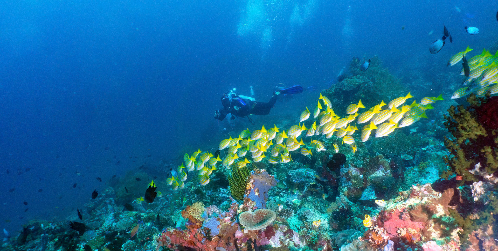 Another colourful reef scene from Bangka Island north of Manado