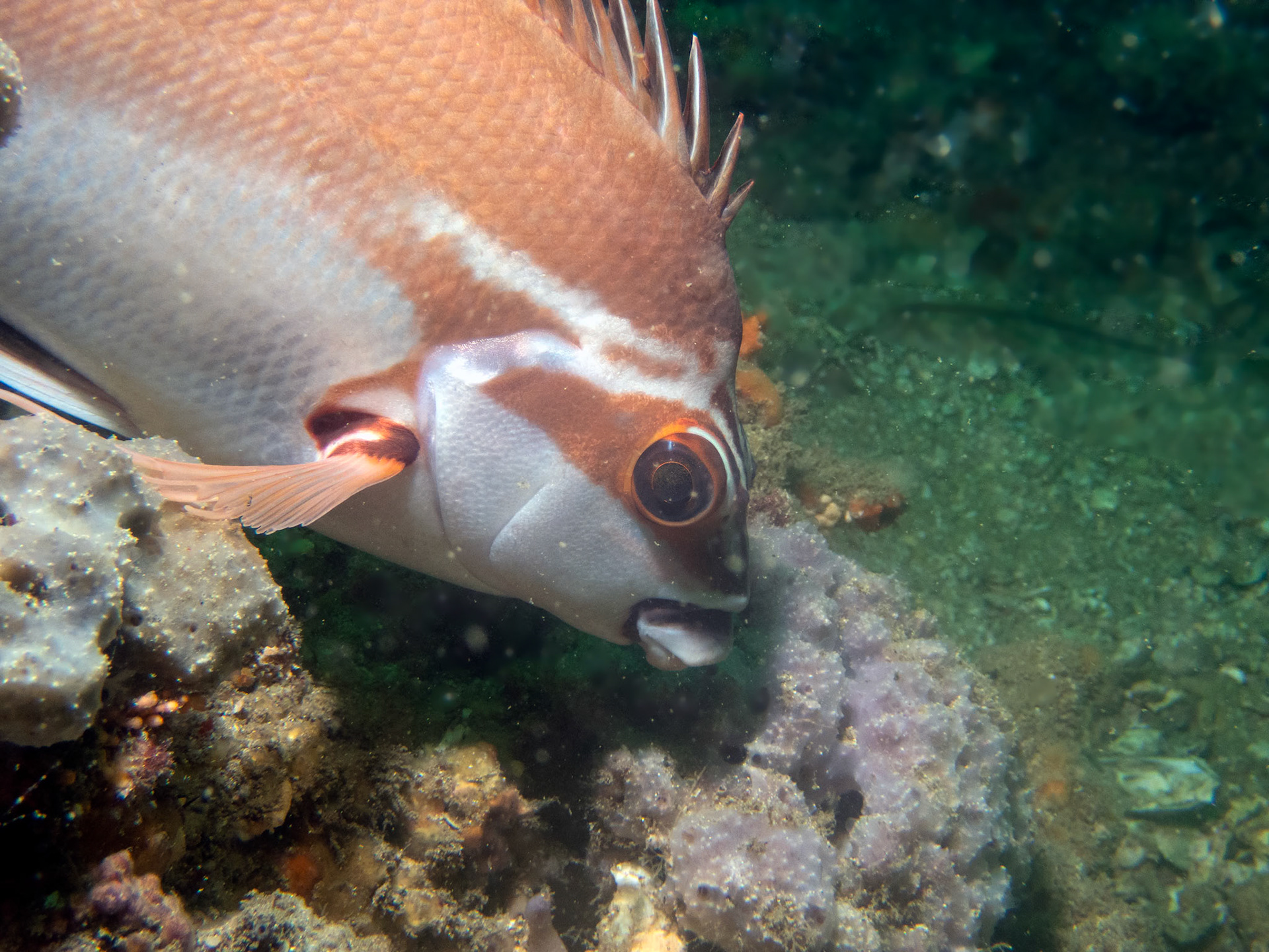 Posing on the wall off Shiprock in 14m