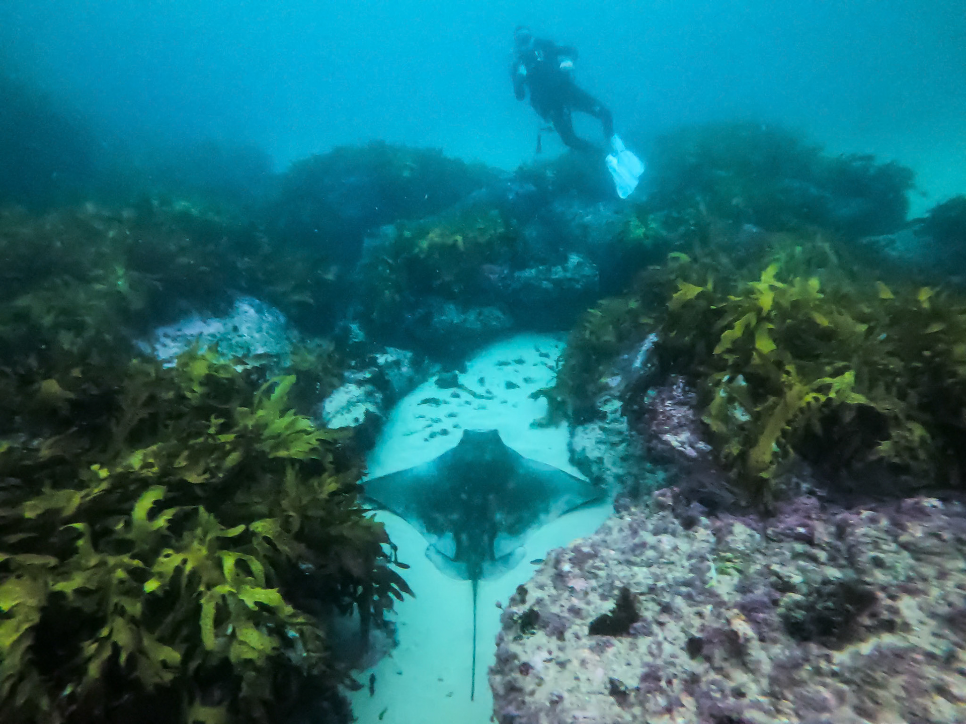 Southern Eagle Ray spotted resting at Harbord, Sydney