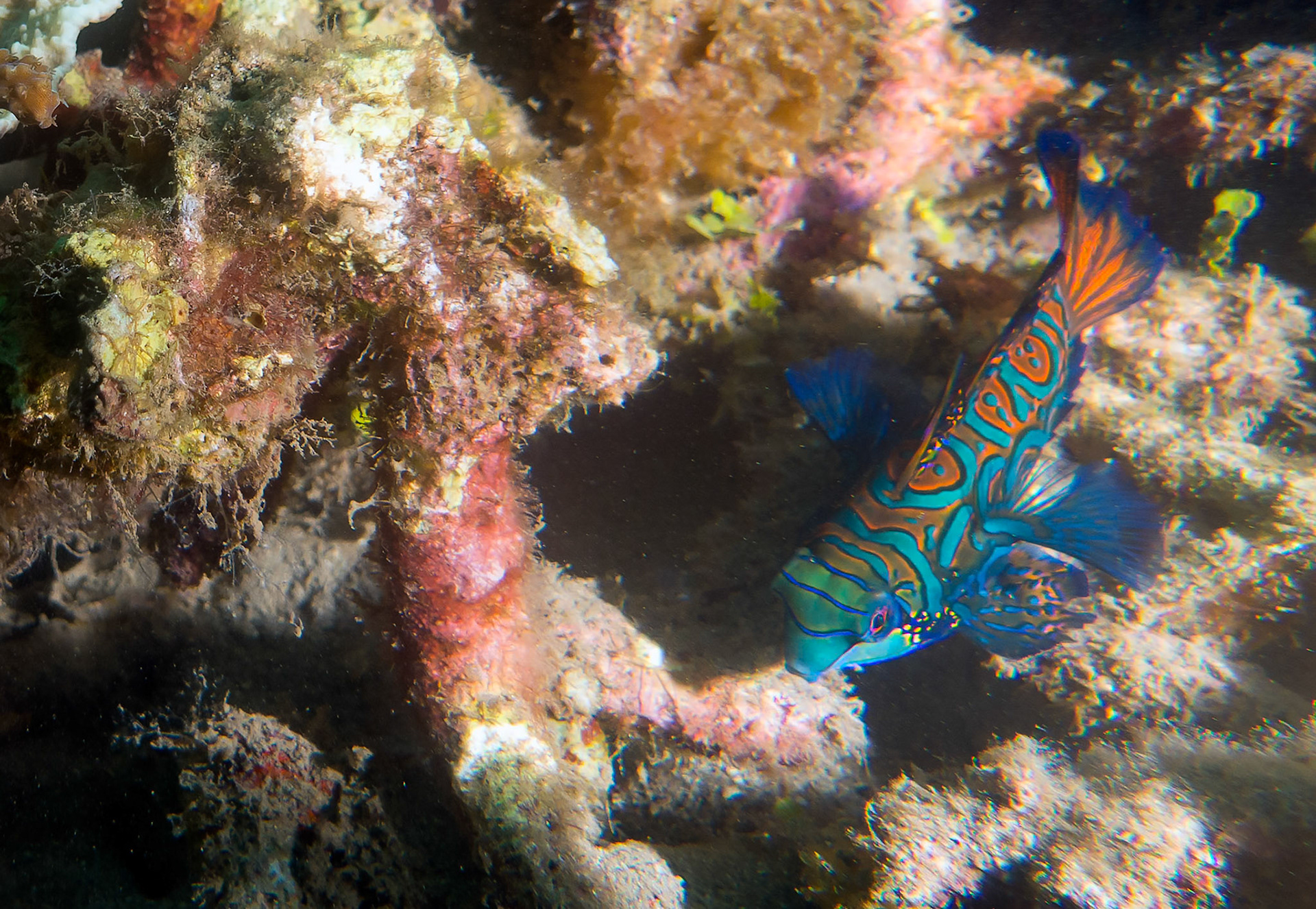 Mandarin Fish - Lembeh Strait, Manado