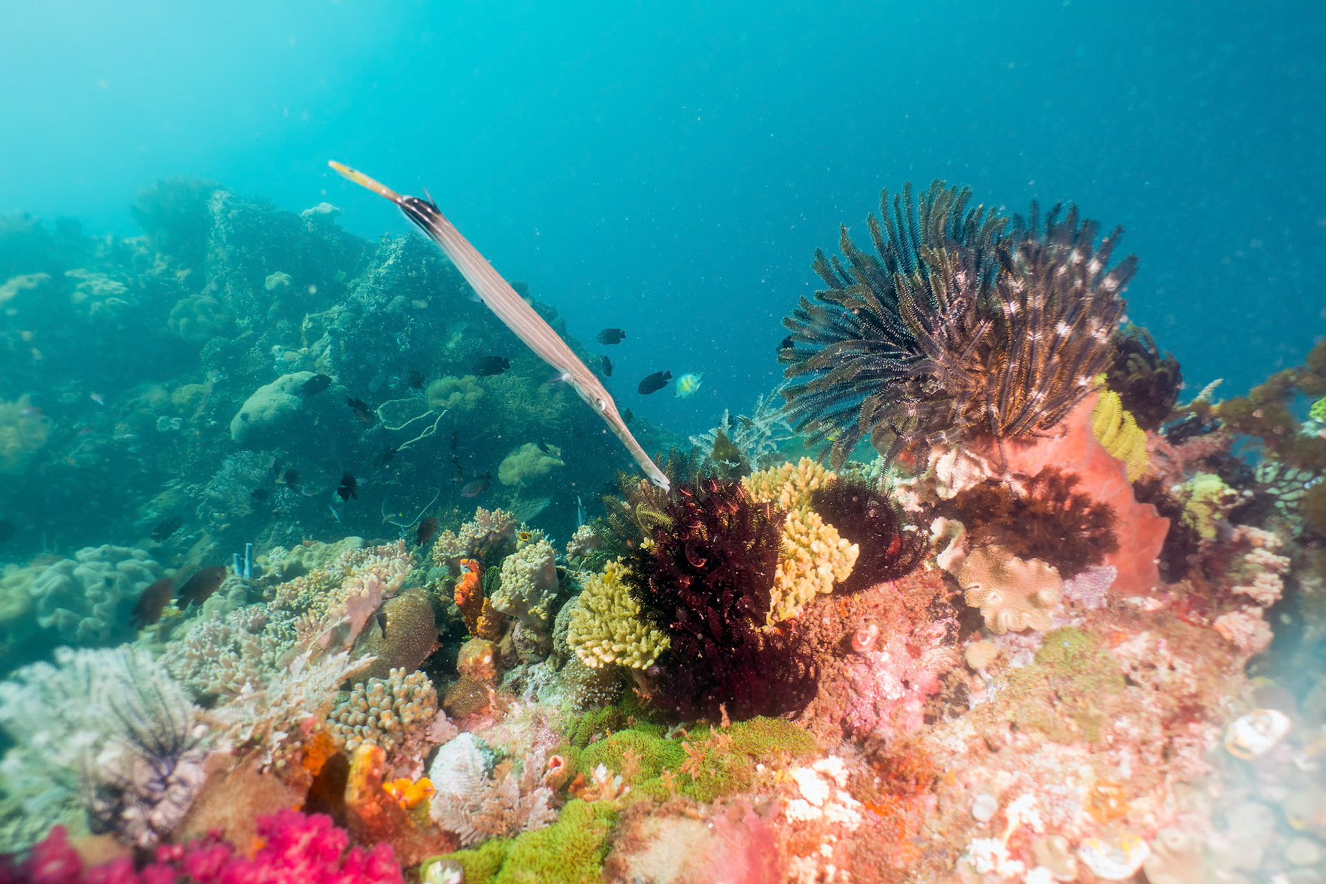 Flutemouth Coral Garden