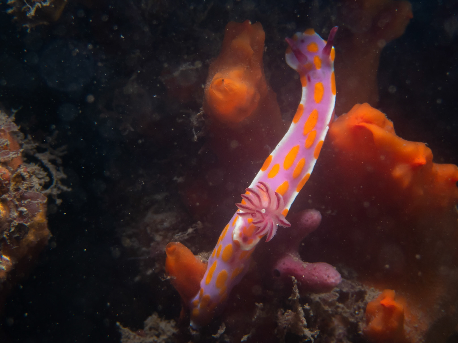 Clown Nudibranch