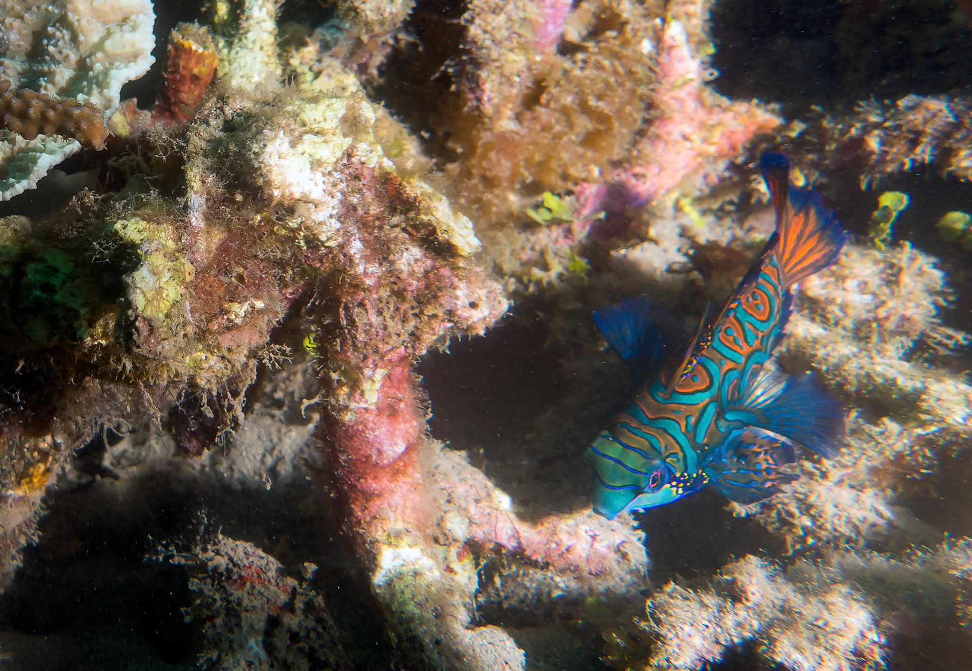 Right at the end of  our 70 minute dive with very little air left, we finally ran into a couple of mandarin fish.