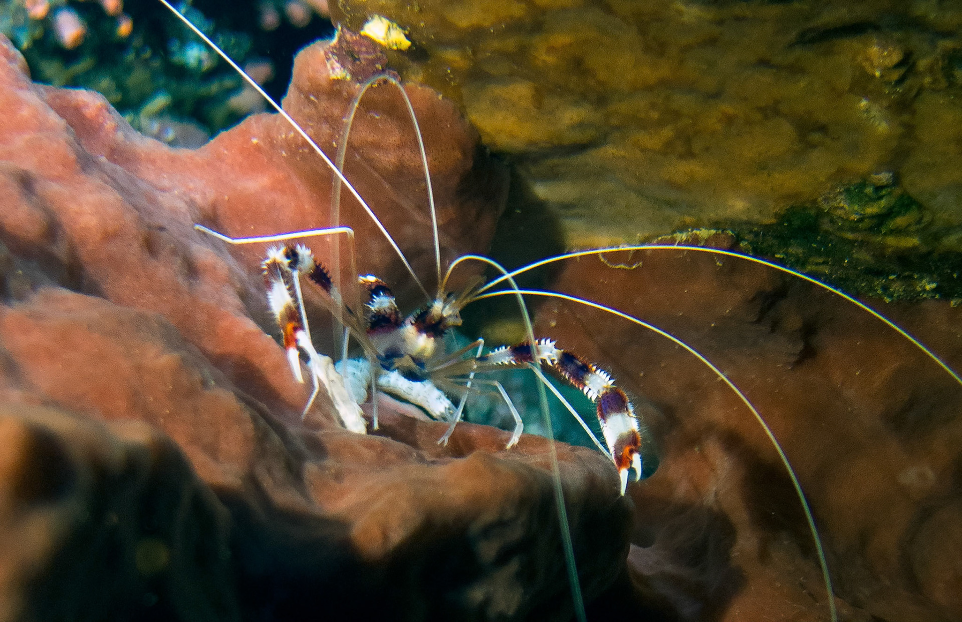 Taken on a night dive along a coral wall near Manado, indonesia.