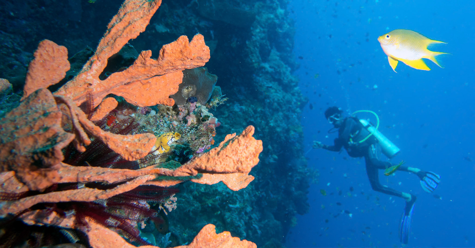 More diving off Bunaken Island in Manado