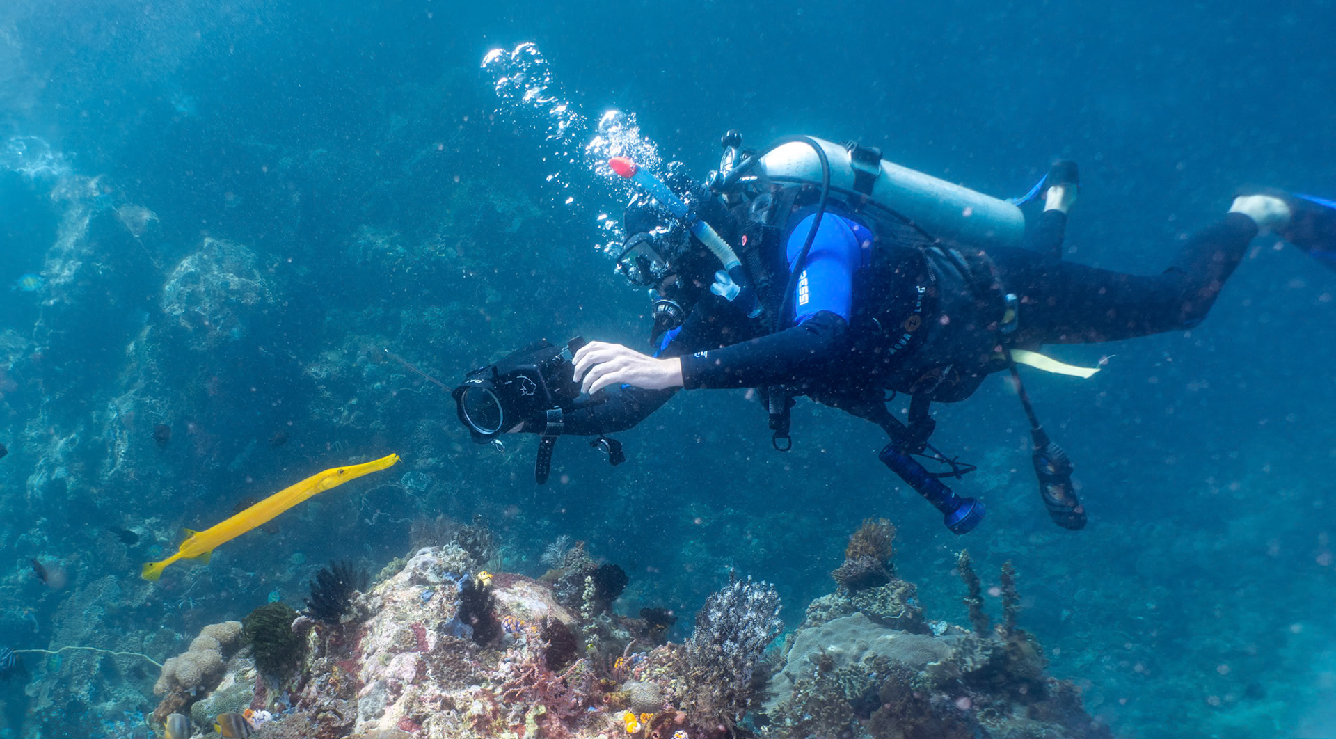 Daan captures video of a trumpet fish while diving in the Lembeh Strait
