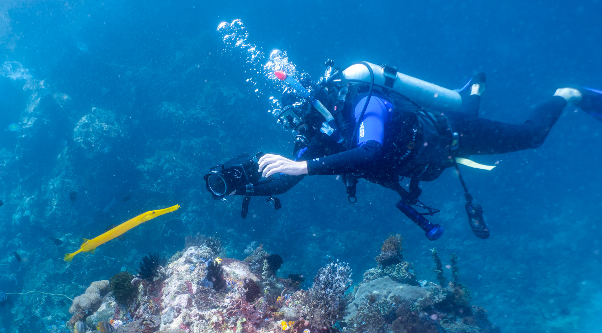 Trumpet Fish at Lembeh Strait, Manado