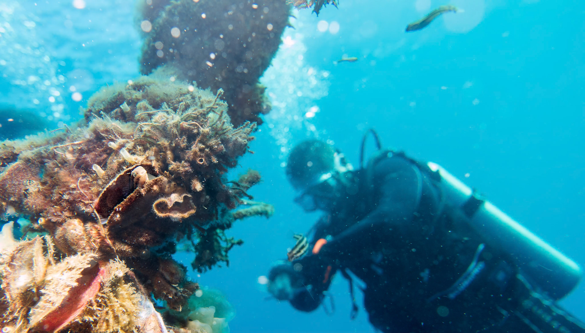 After diving the Molas in Manado we did a safety stop on the line. At 5 metres these little fish were living in shells attached to the rope.
