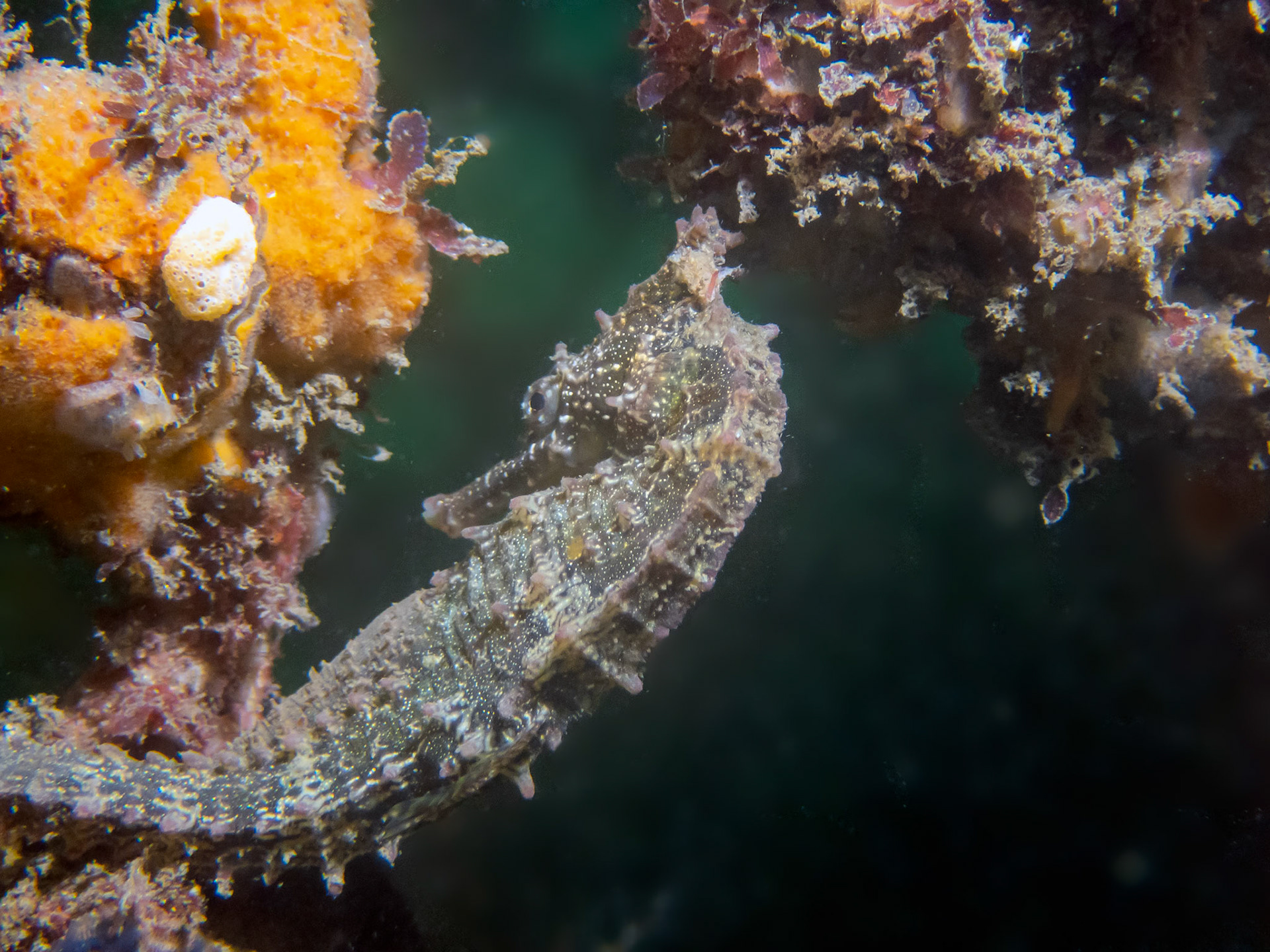 Whites Seahorse