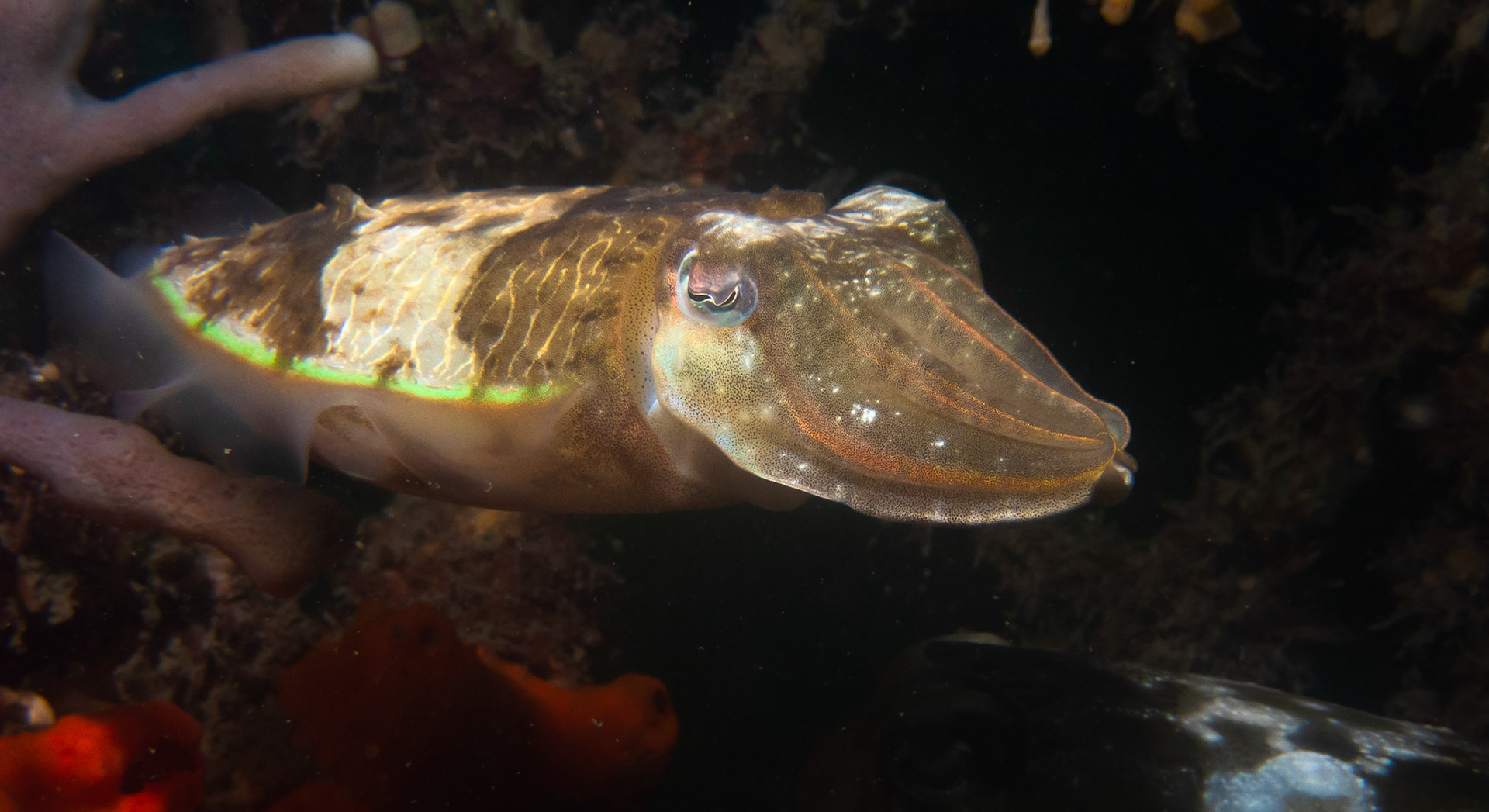 Cuttle Fish