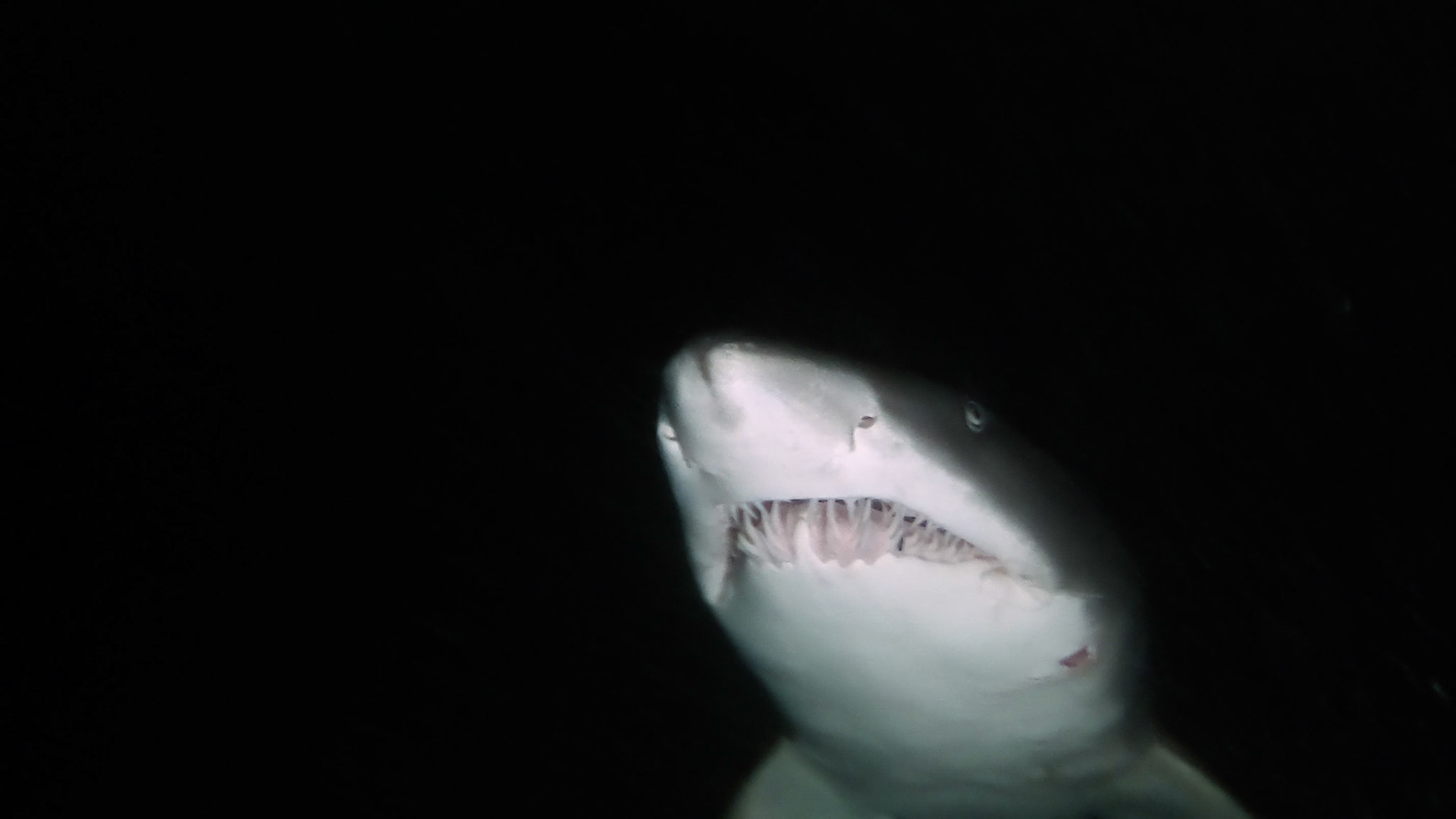 Grey Nurse Shark - Swansea, NSW