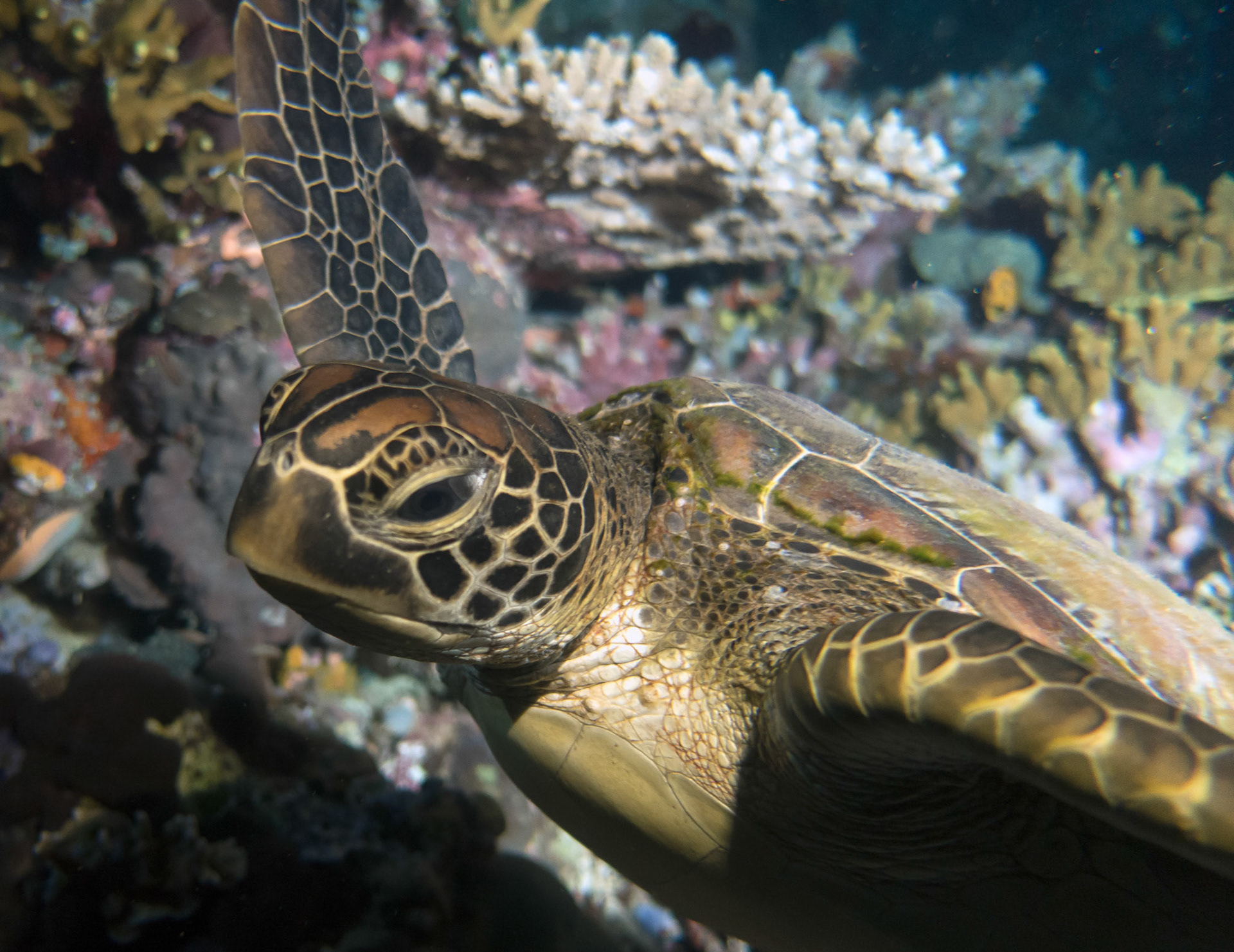 On the last dive of my Night Dive Specialty at Thalassa Resort in Mandao we dived the wall at Bunaken Island. I woke this poor turtle up who was unhappy to say the least.