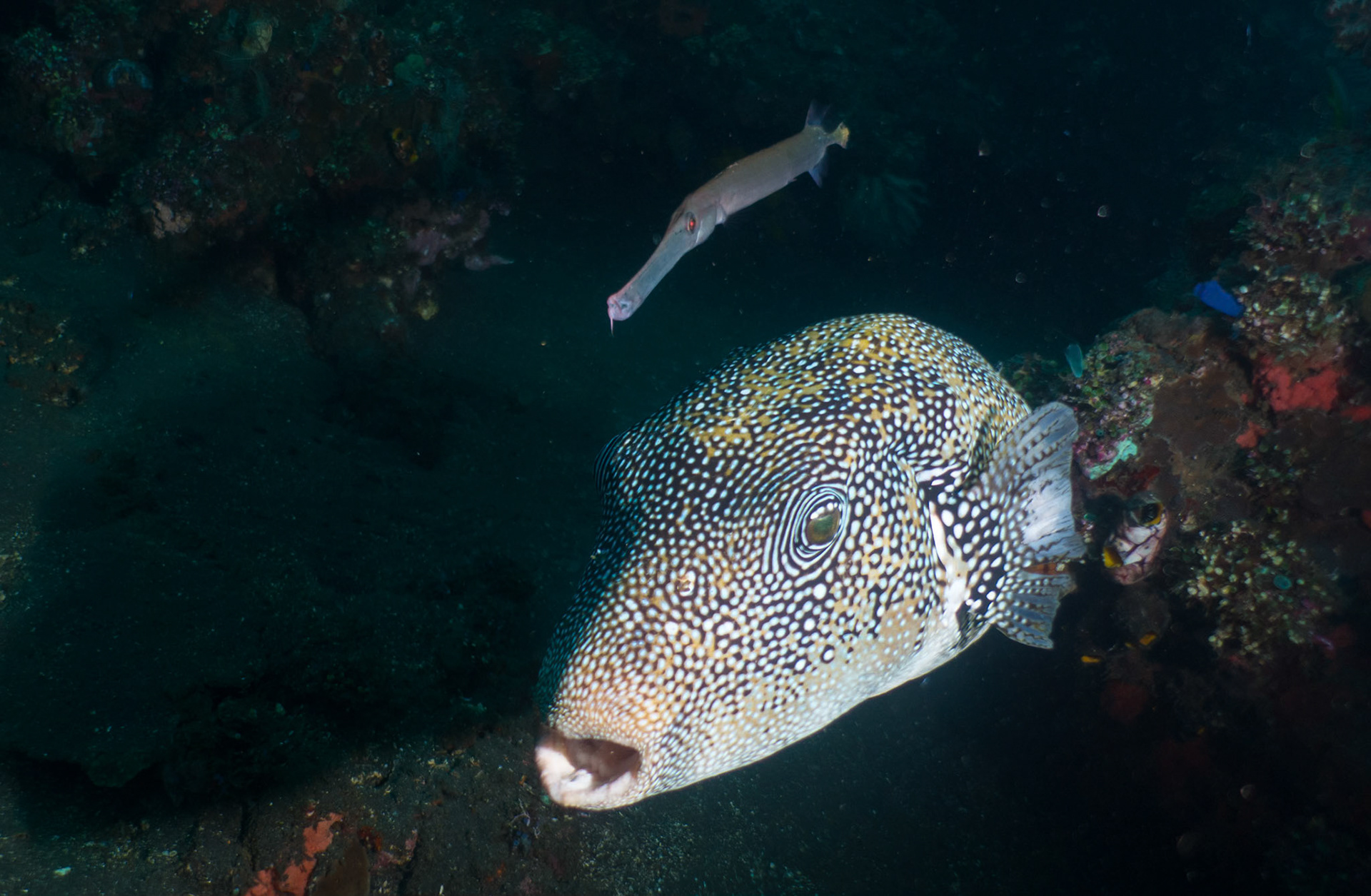 I noticed this puffer fish and trumpet fish hanging around a section of the Liberty Wreck in Bali. They seemed to like each others company and swam around everywhere together.