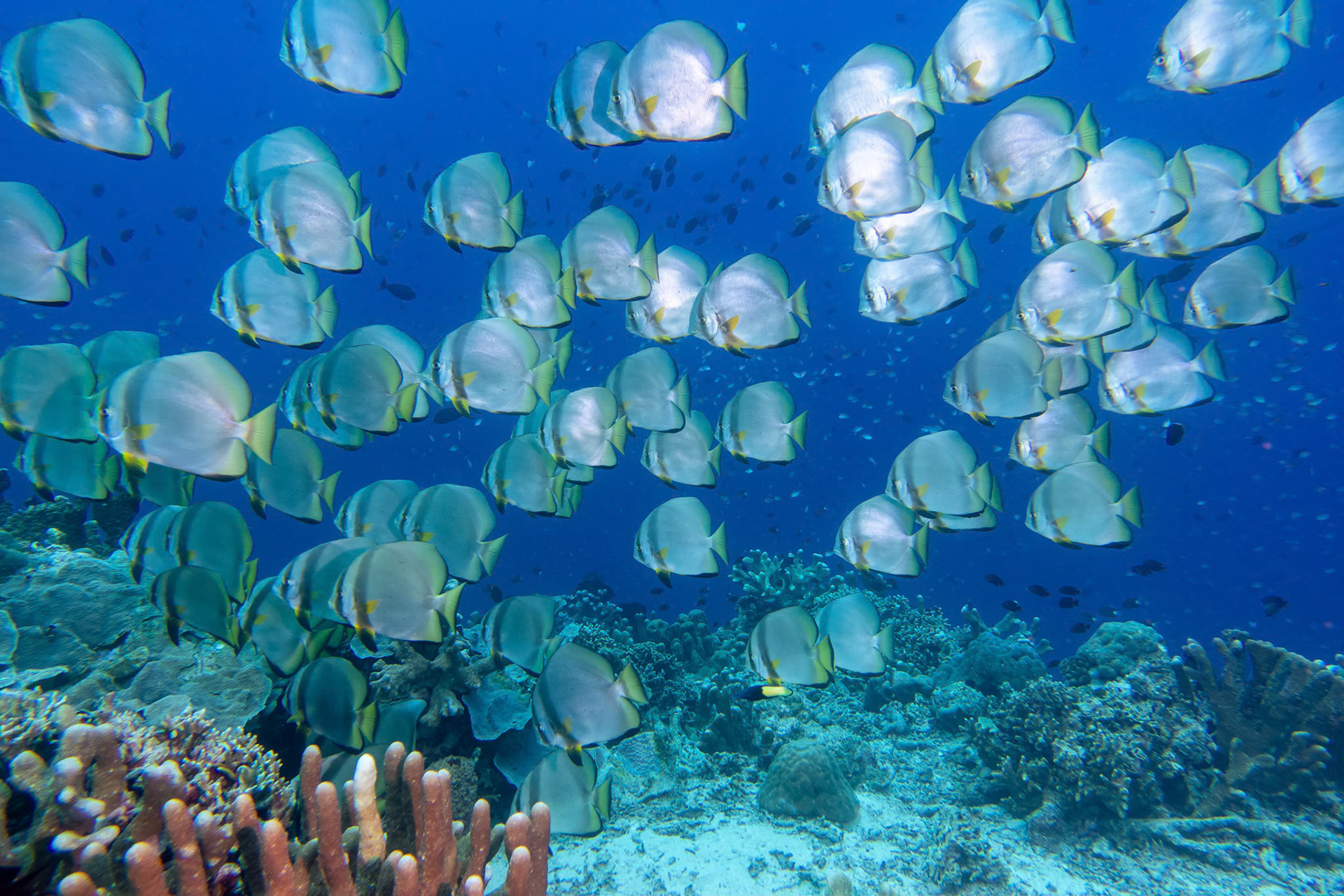 Taken at Bunaken Island off Manado a few years ago.