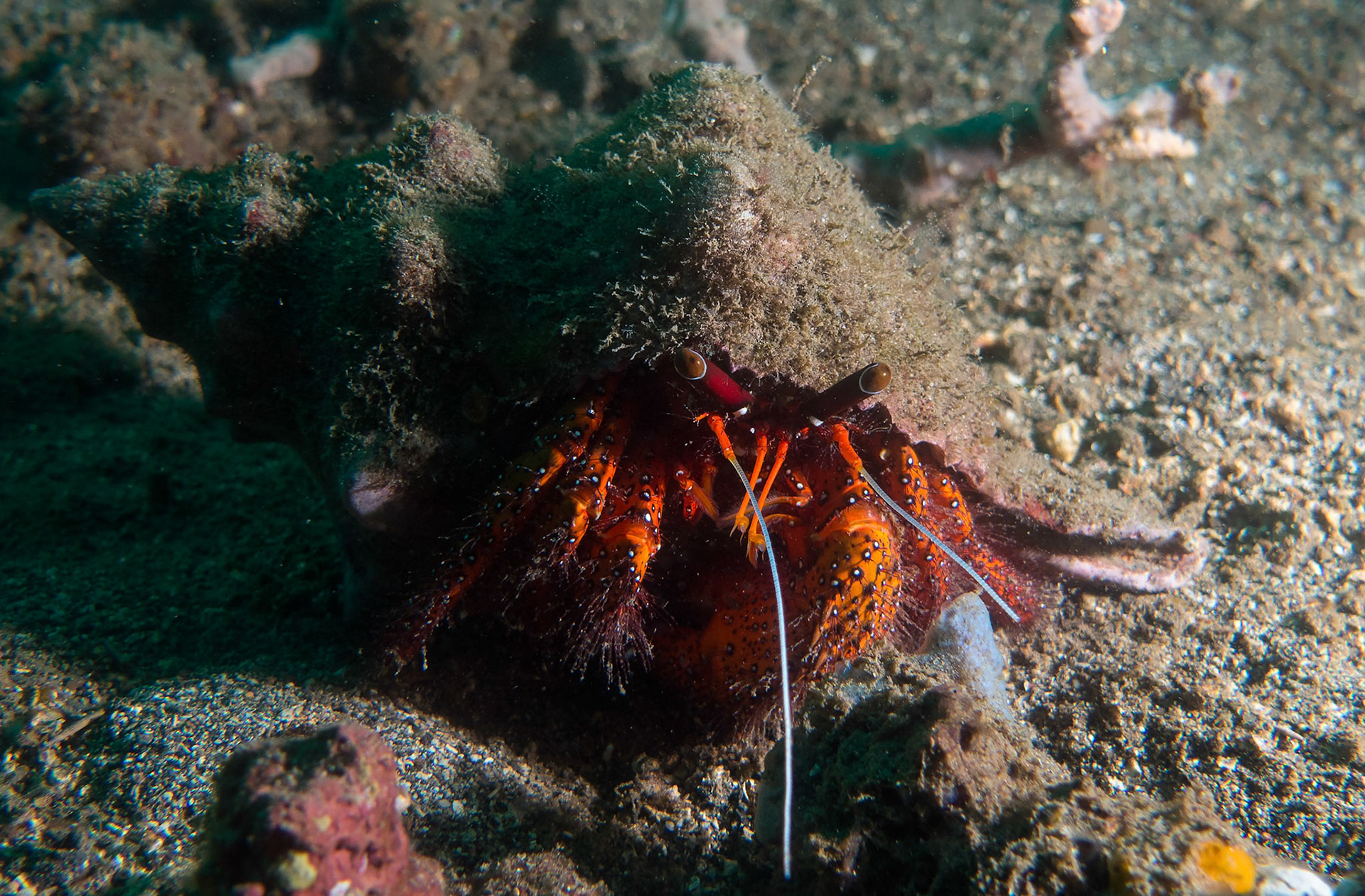 On Sunday we drove 2 hrs from Manado to Lembeh, where we jumped on a small dive boat and explored parts of the famous Lembeh Strait.