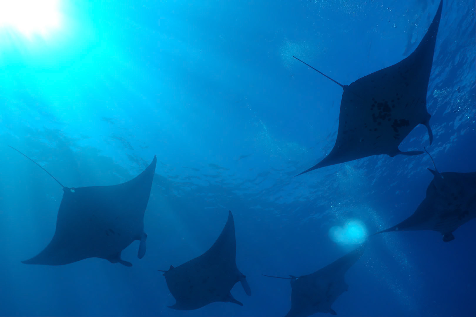Had a great day today diving with Bali Aqua. We visited Manta Point and were not disappointed.