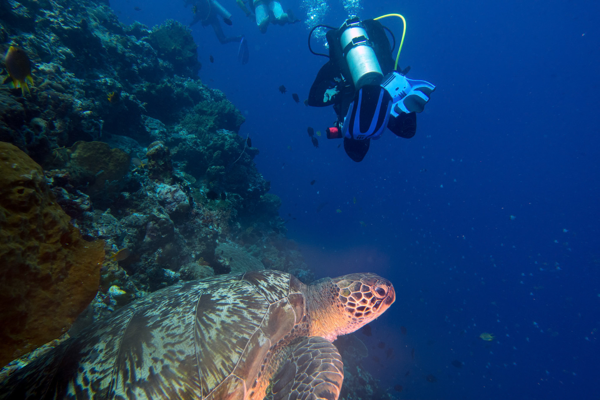 A green sea turtle follows us as we dive along the wall at Bunaken Island
