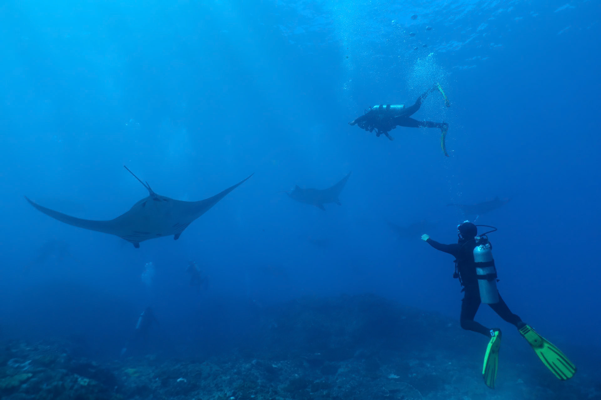 We just looked on as the Mantas swam by the cleaning station.
