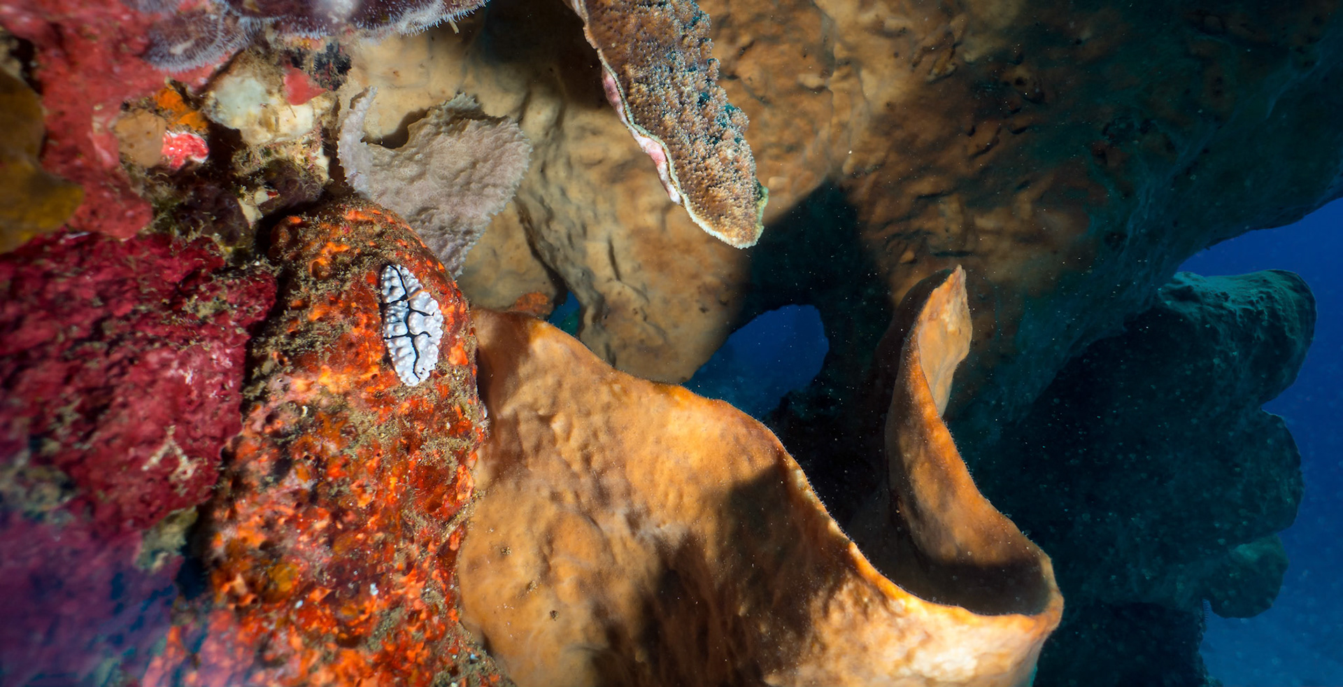 Nudi on colorful reef