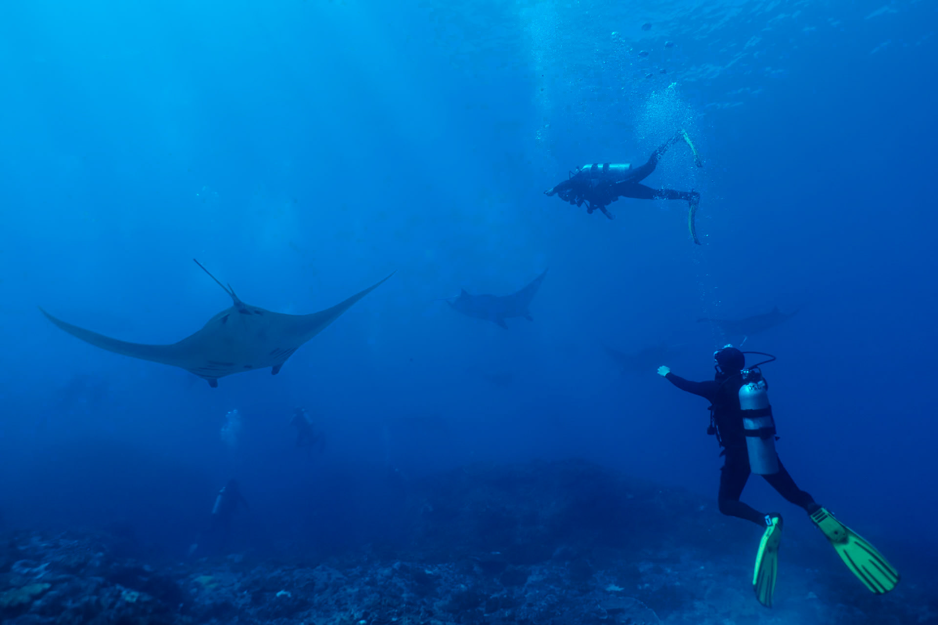 Manta Ray Cleaning Station - Nusa Penida, Bali