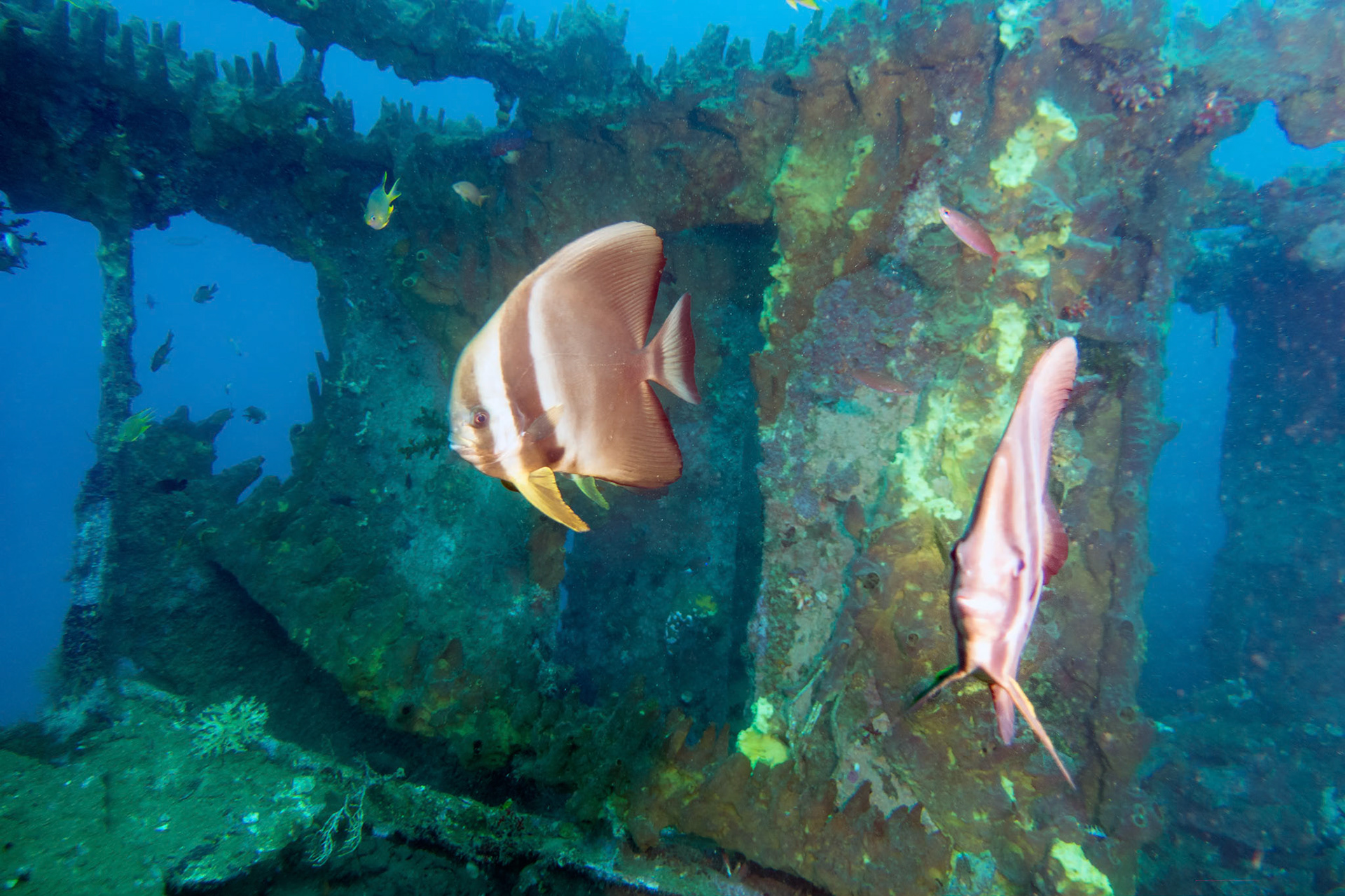 A couple of batfish swim around the deck of the shipwreck Molas off Manado.