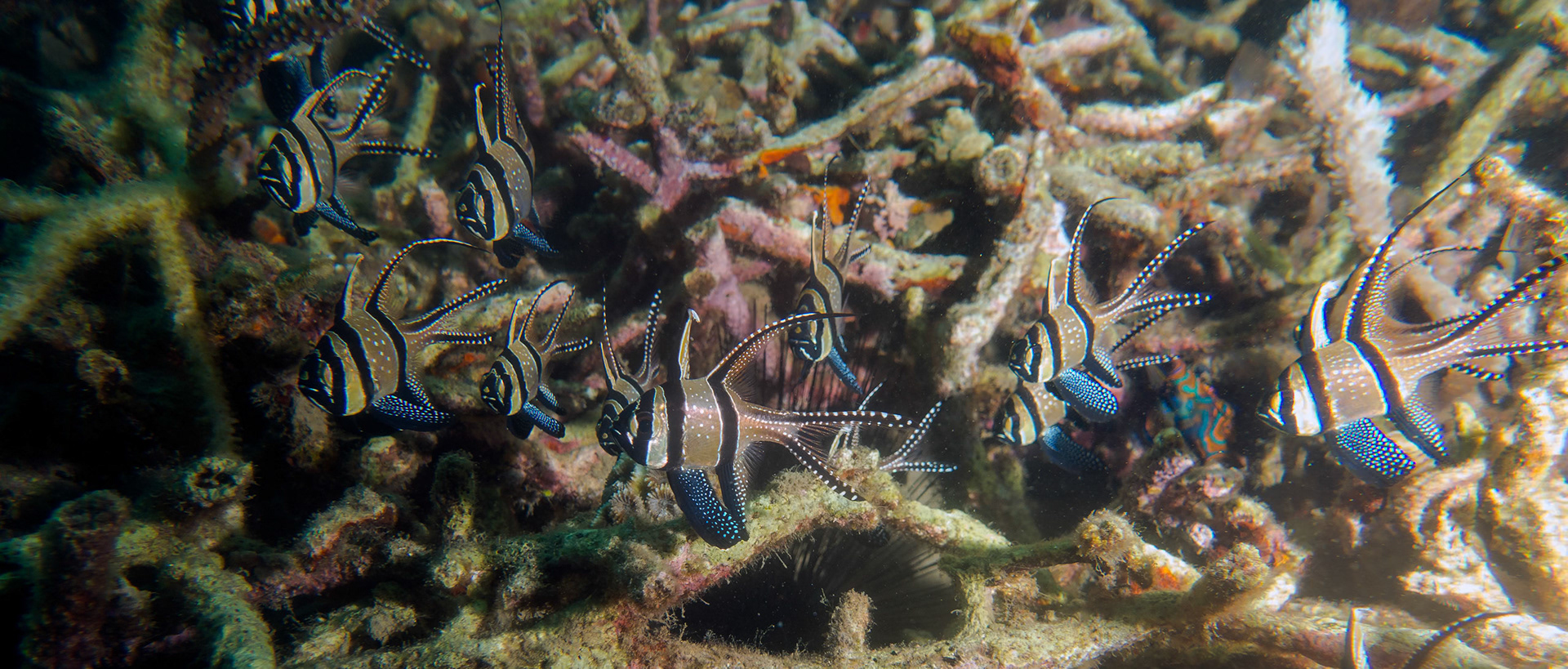 On our last dive at Lembeh we saw cardinals and mandarin fish.