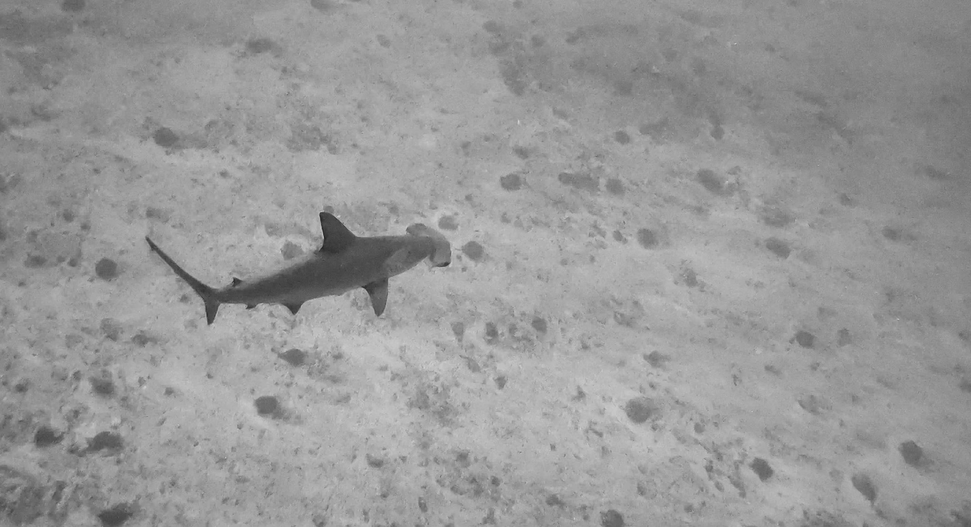 Frame from video I took of a Hammerhead off Maui, Hawaii.