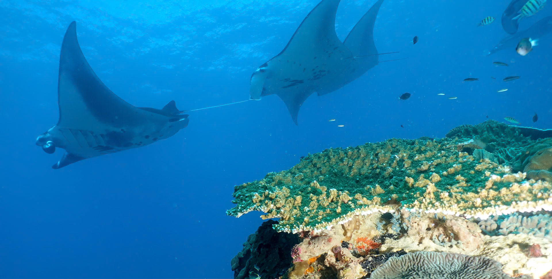 Mantas circiling the reef.
