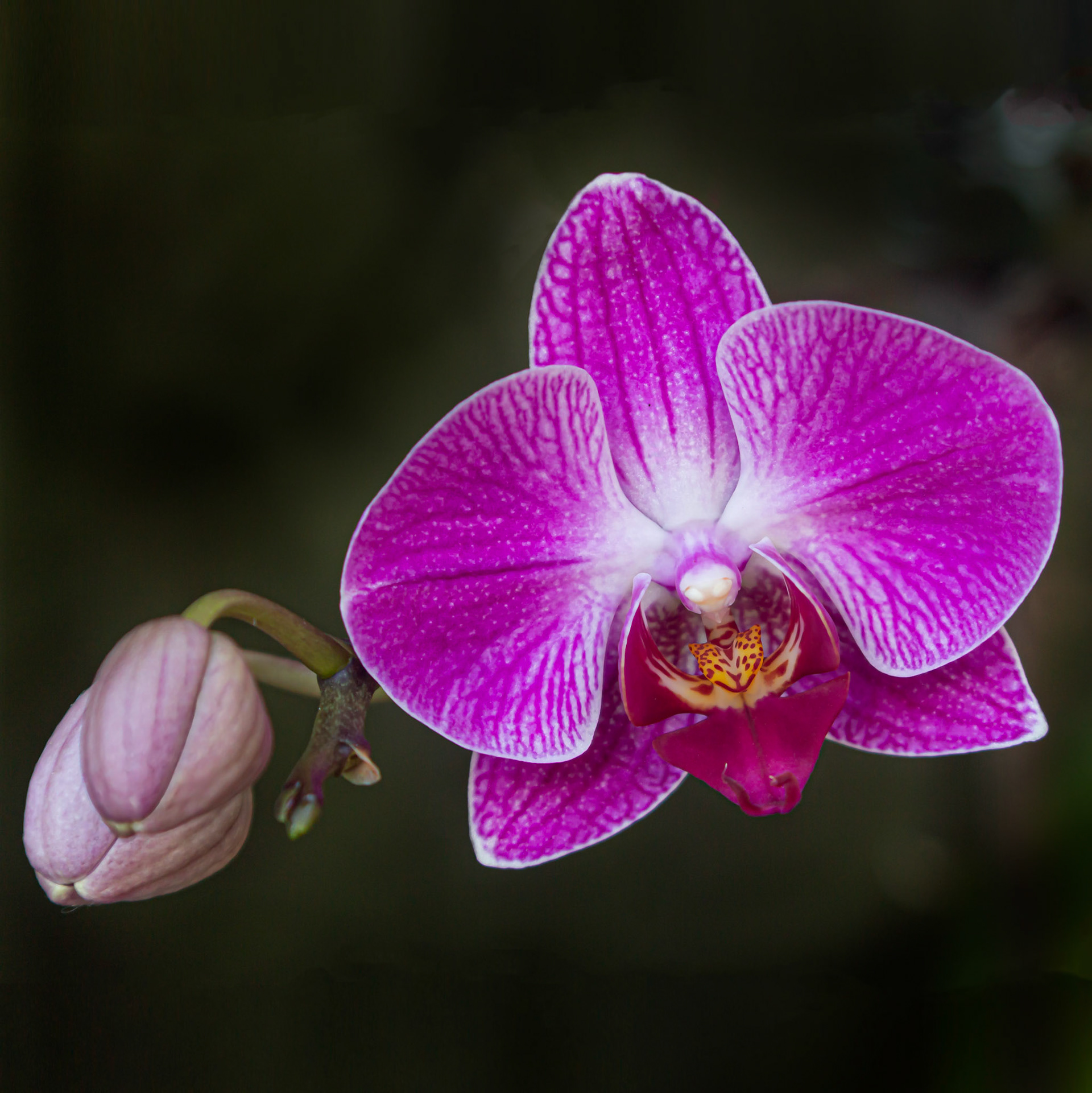 Orchid - Parkland, FL - January 7, 2023