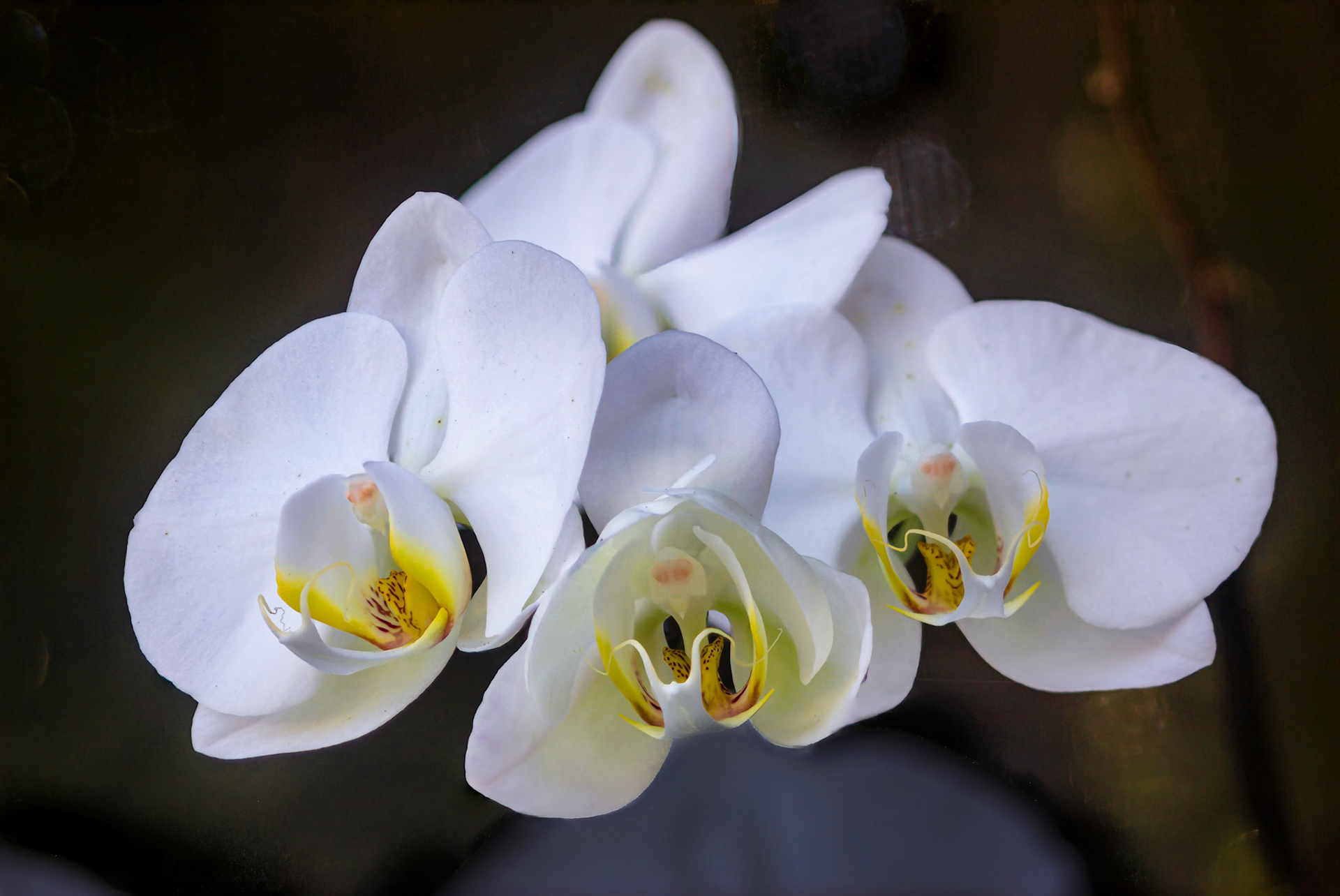 Orchid - Parkland, FL - January 10, 2023