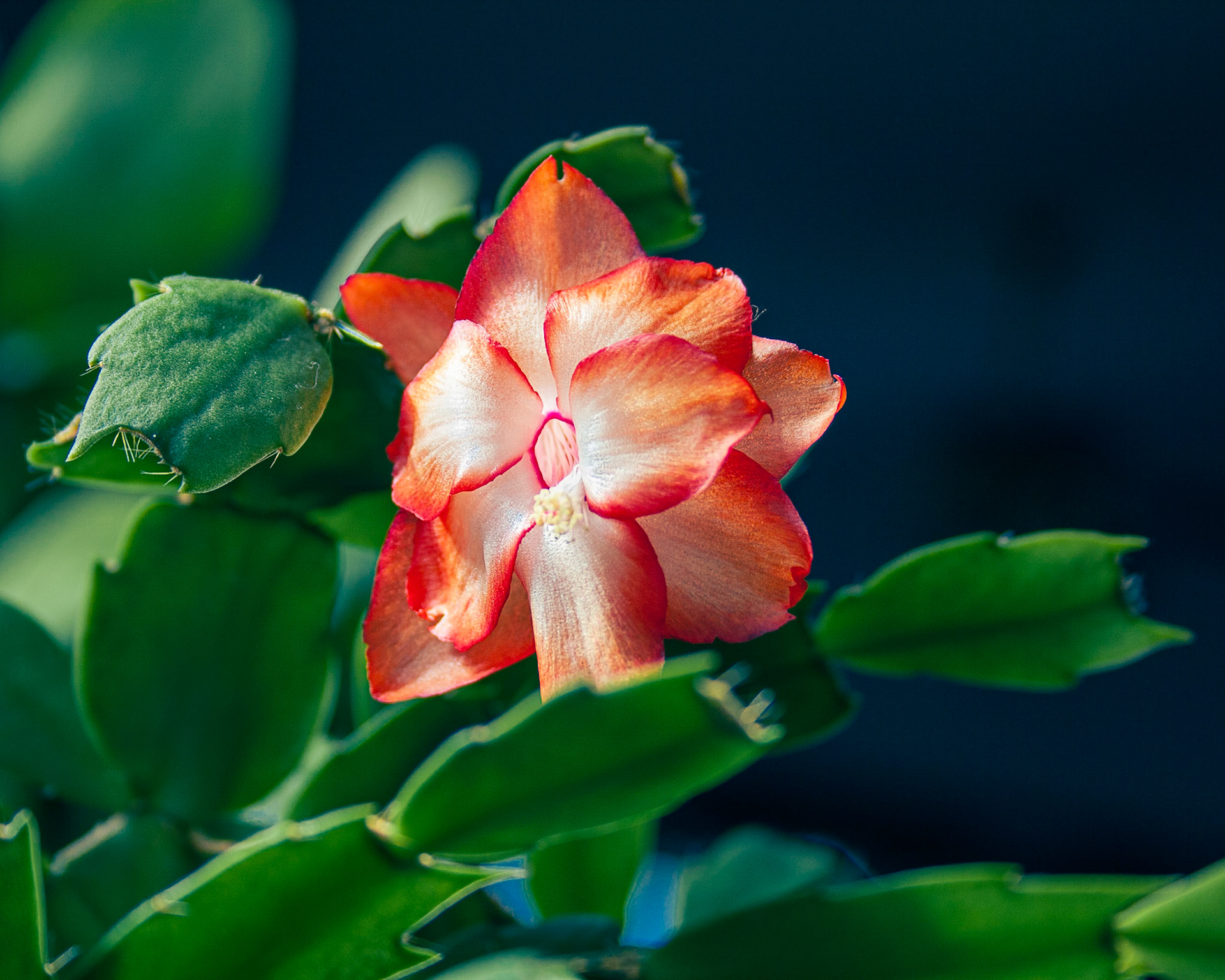 Christmas Cactus - Weston, FL - April 5, 2009