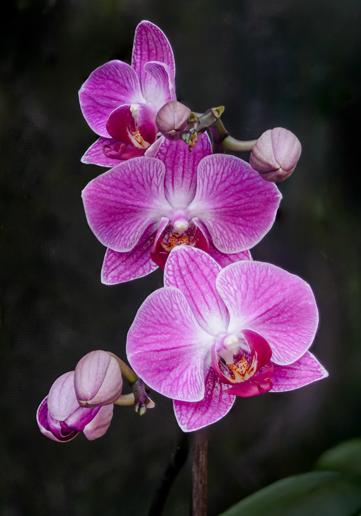 Orchid - Parkland, FL - January 8, 2023