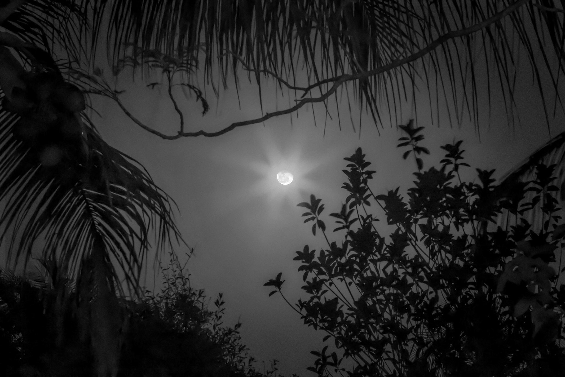 Tropical Moon - Parkland, FL - March 10 2023