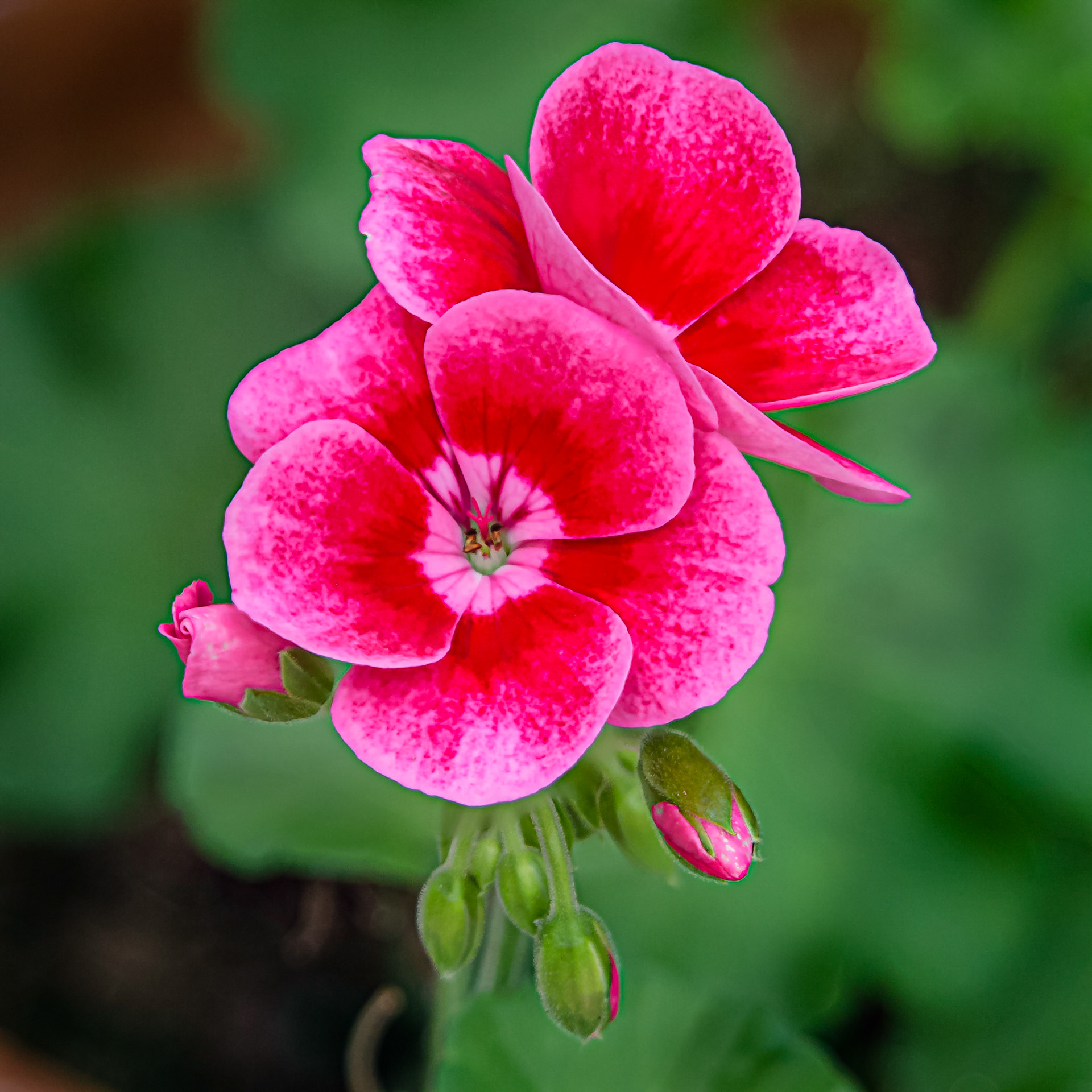Geranium - Parkland, FL - January 25, 2023