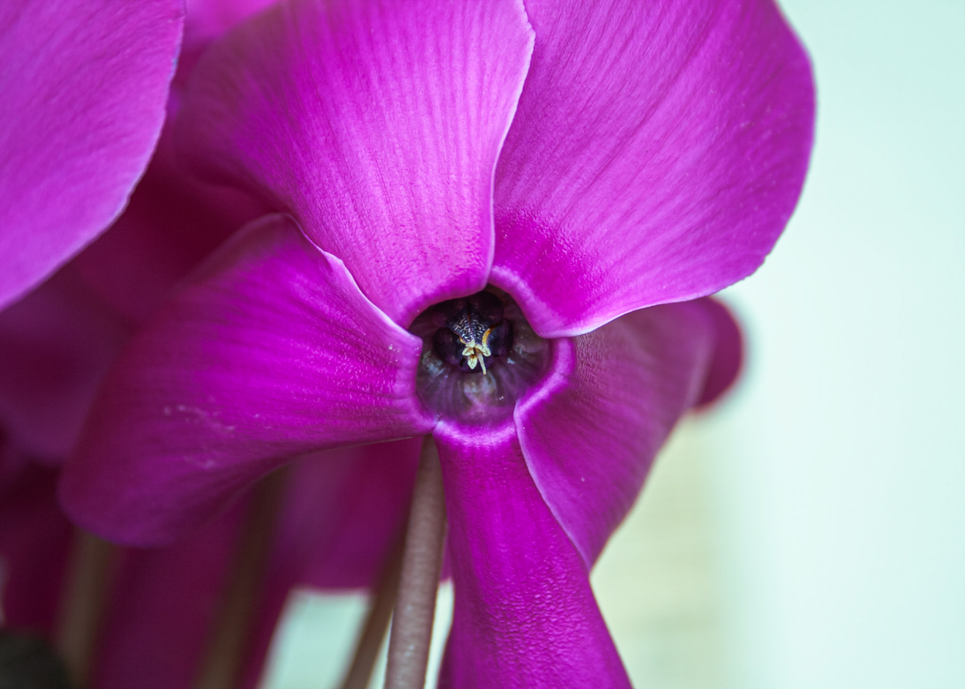 Parkland FL - December 26, 2008