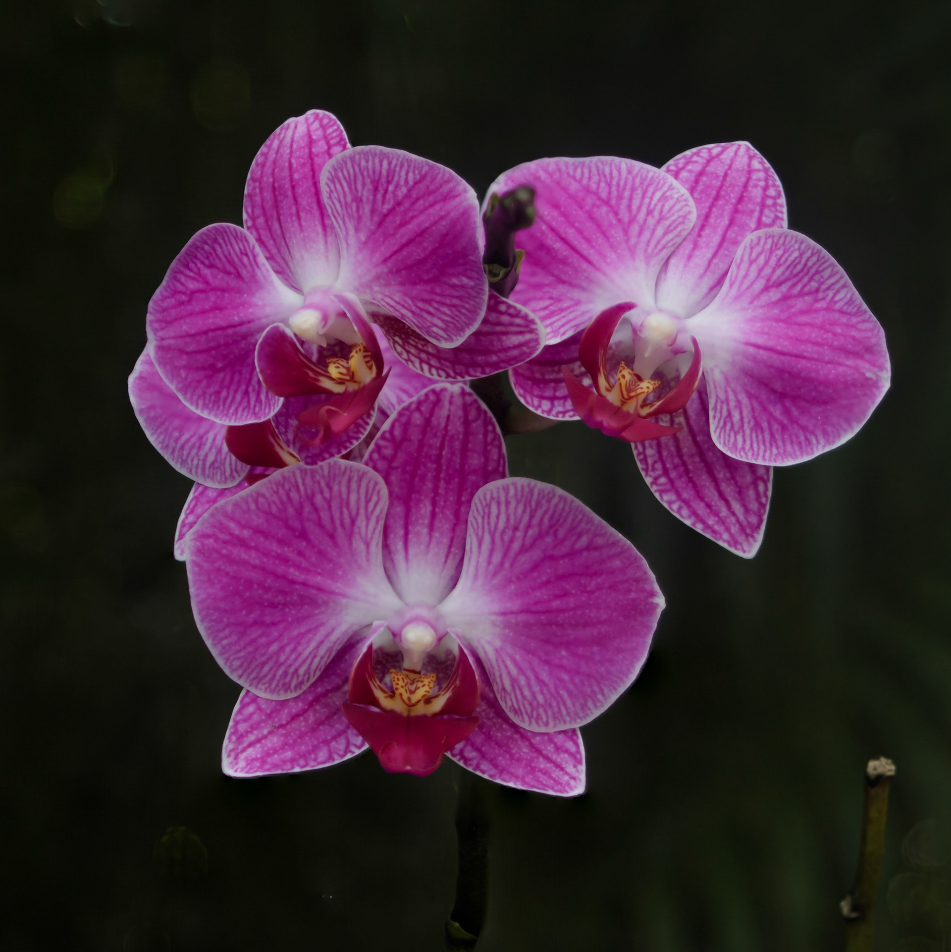 Orchid - Parkland, FL - January 2, 2023