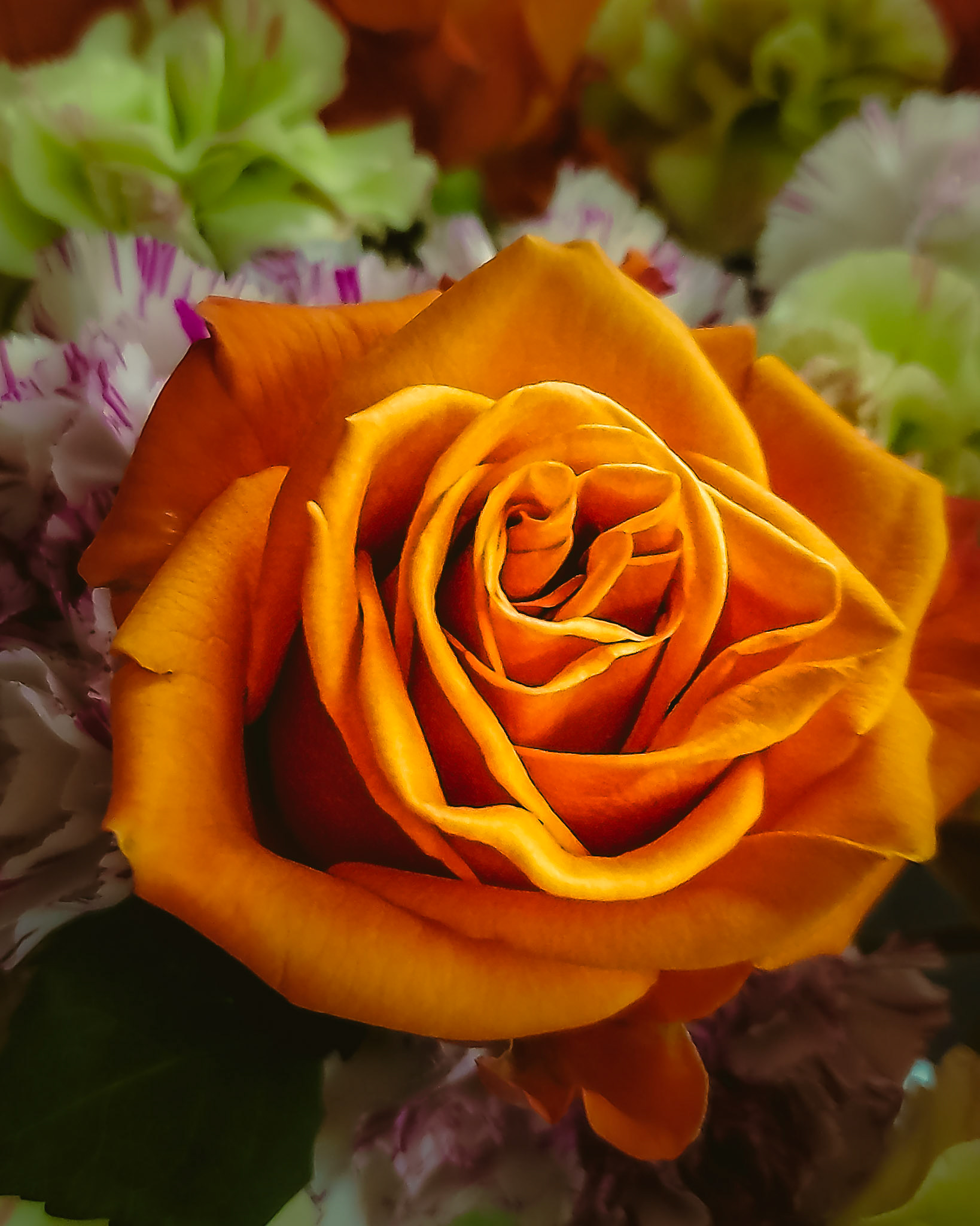 Rosa "New Year" - Parkland, Fl - November 23, 2022