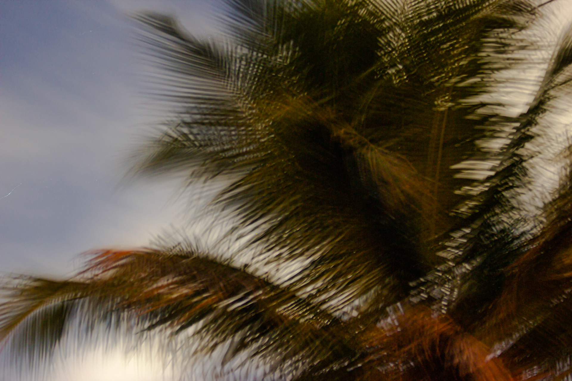 Palms at Night - Parkland, FL - January 29, 2023